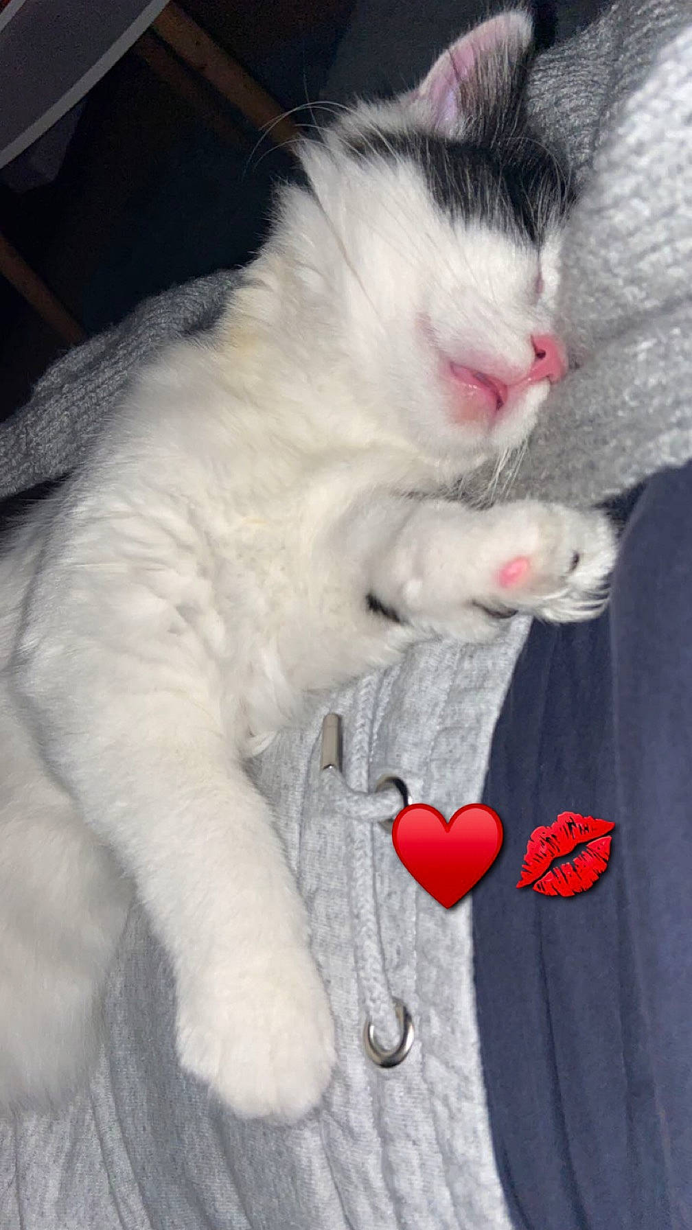 Tao a rejoint le concours — aidez-le/la à gagner de superbes lots ! carmine, carnivore, cat, claw, comfort, domestic_short_haired_cat, felidae, foot, fur, gesture, nap, paw, small_to_medium_sized_cats, tail, whiskers