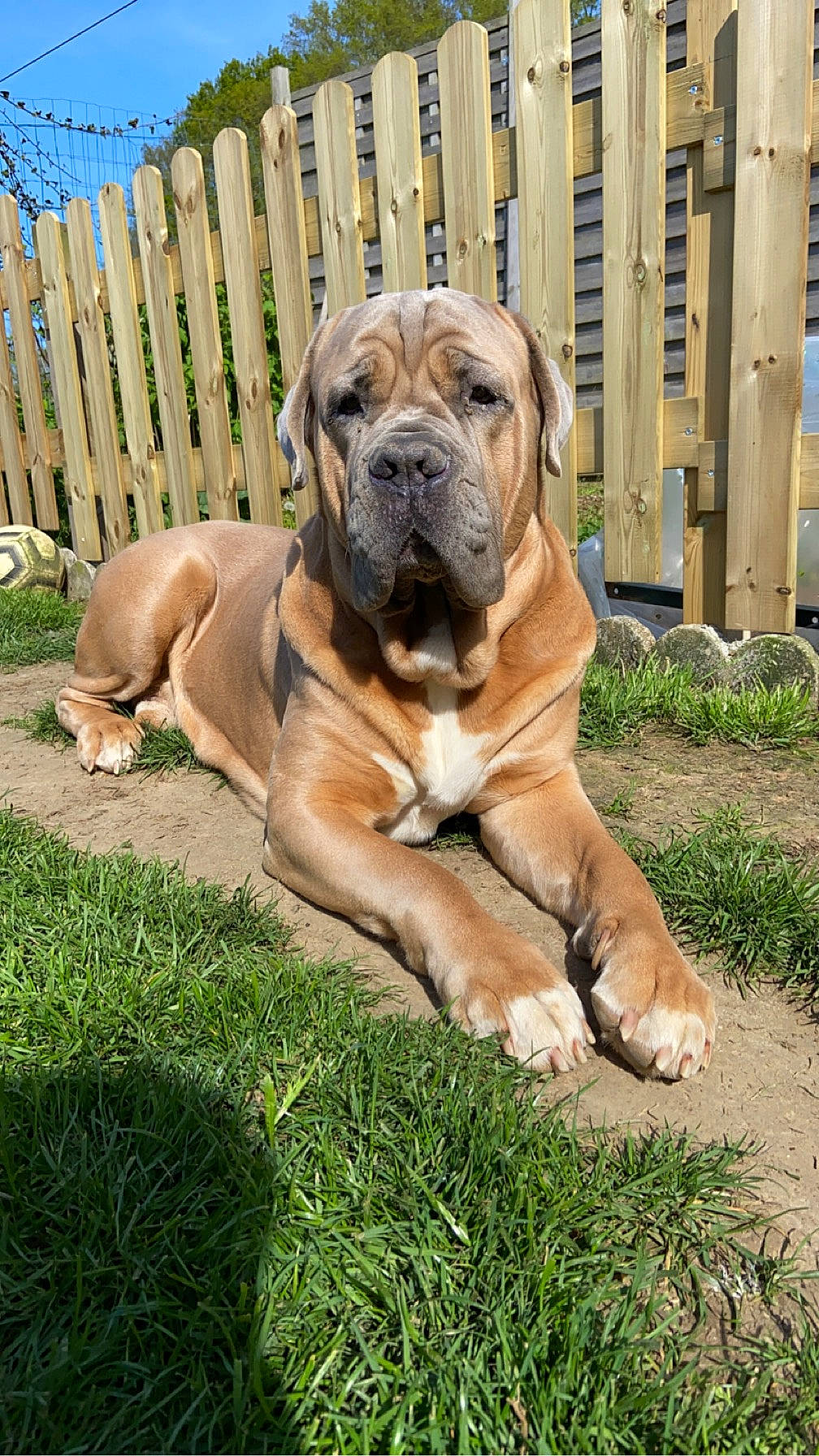 Olex participe au concours pour gagner de l'argent avec cette photo : ancient_dog_breeds, canidae, carnivore, companion_dog, dog, dog_breed, fawn, fence, grass, guard_dog, home_fencing, molosser, plant, shar_pei, snout, sporting_group, terrestrial_animal, working_animal, working_dog, wrinkle