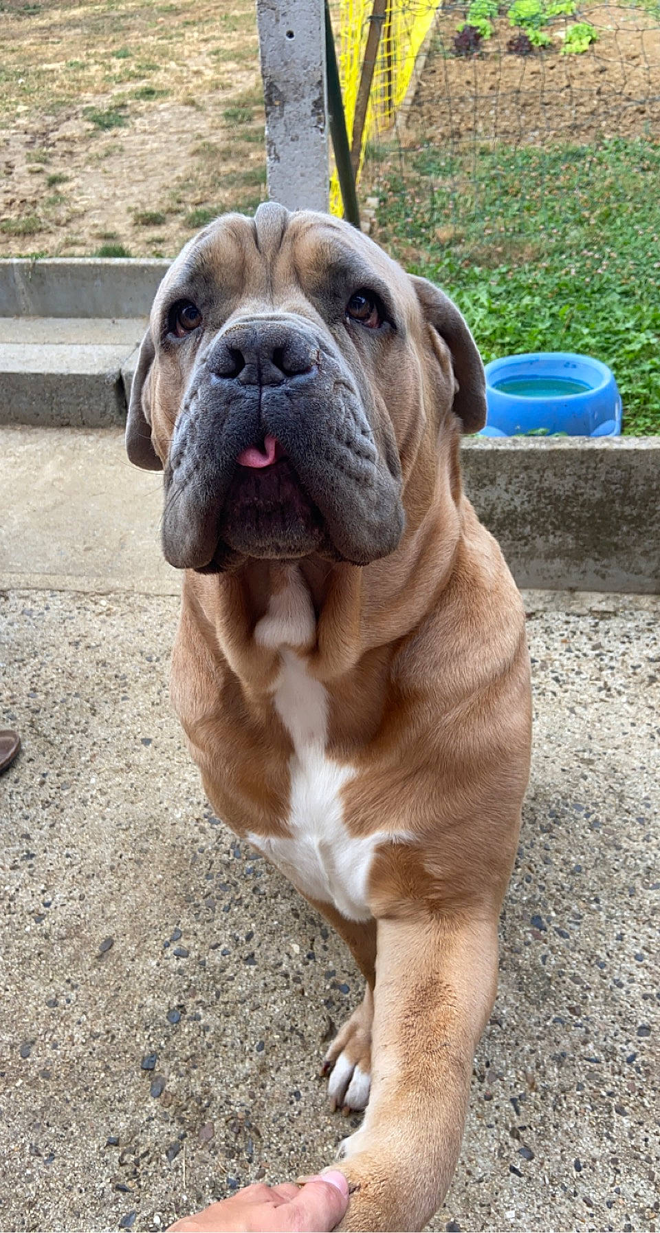 Olex a rejoint le concours — aidez-le/la à gagner de superbes lots ! ancient_dog_breeds, bulldog, canidae, carnivore, companion_dog, dog, dog_breed, fawn, grass, non_sporting_group, plant, snout, sporting_group, terrestrial_animal, working_animal, working_dog, wrinkle