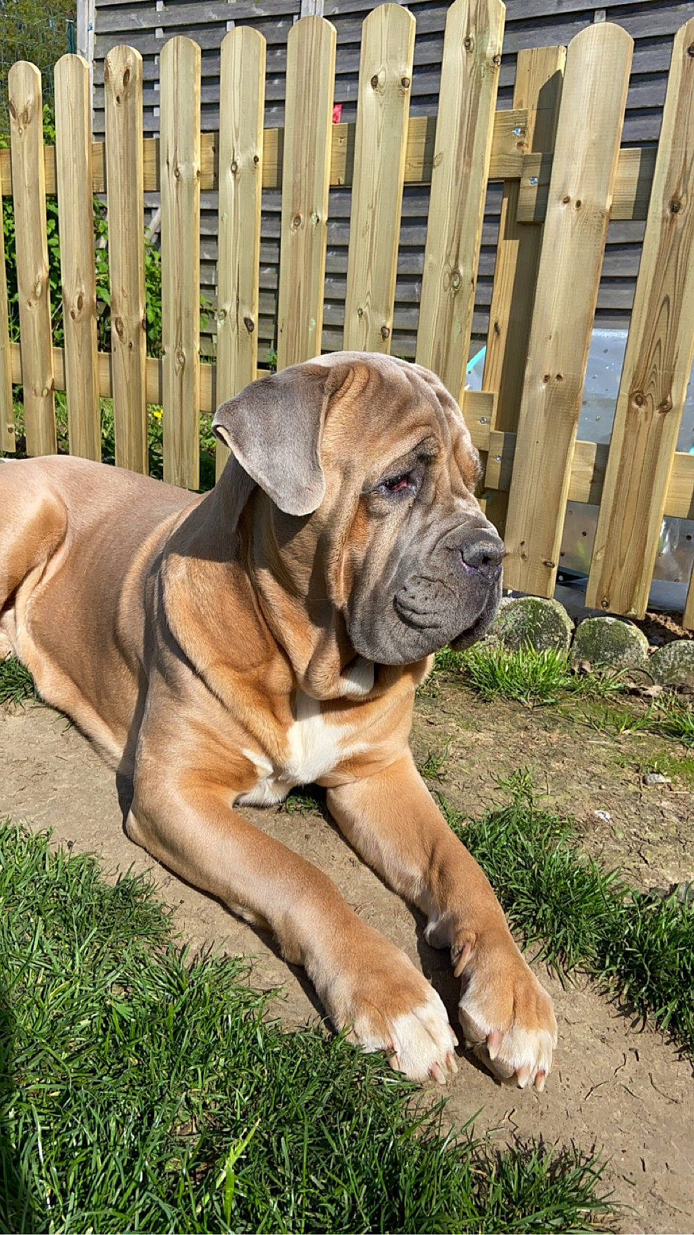 Olex participe au concours pour gagner de l'argent avec cette photo : ancient_dog_breeds, biting, canidae, carnivore, collar, companion_dog, dog, dog_breed, dog_supply, fence, grass, guard_dog, home_fencing, molosser, non_sporting_group, plant, shar_pei, terrestrial_animal, working_dog, wrinkle