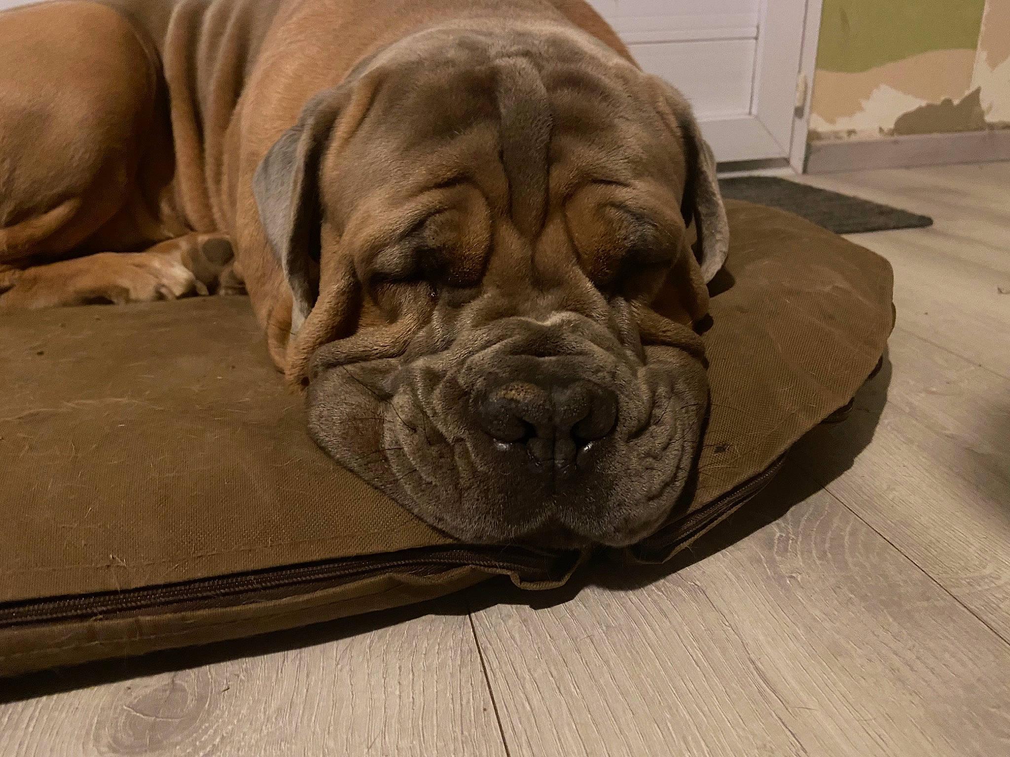 Olex participe au concours pour gagner de l'argent avec cette photo : art, bored, canidae, carnivore, comfort, companion_dog, dog, dog_breed, fawn, floor, flooring, hardwood, sculpture, shar_pei, snout, sporting_group, terrestrial_animal, wood, working_animal, wrinkle