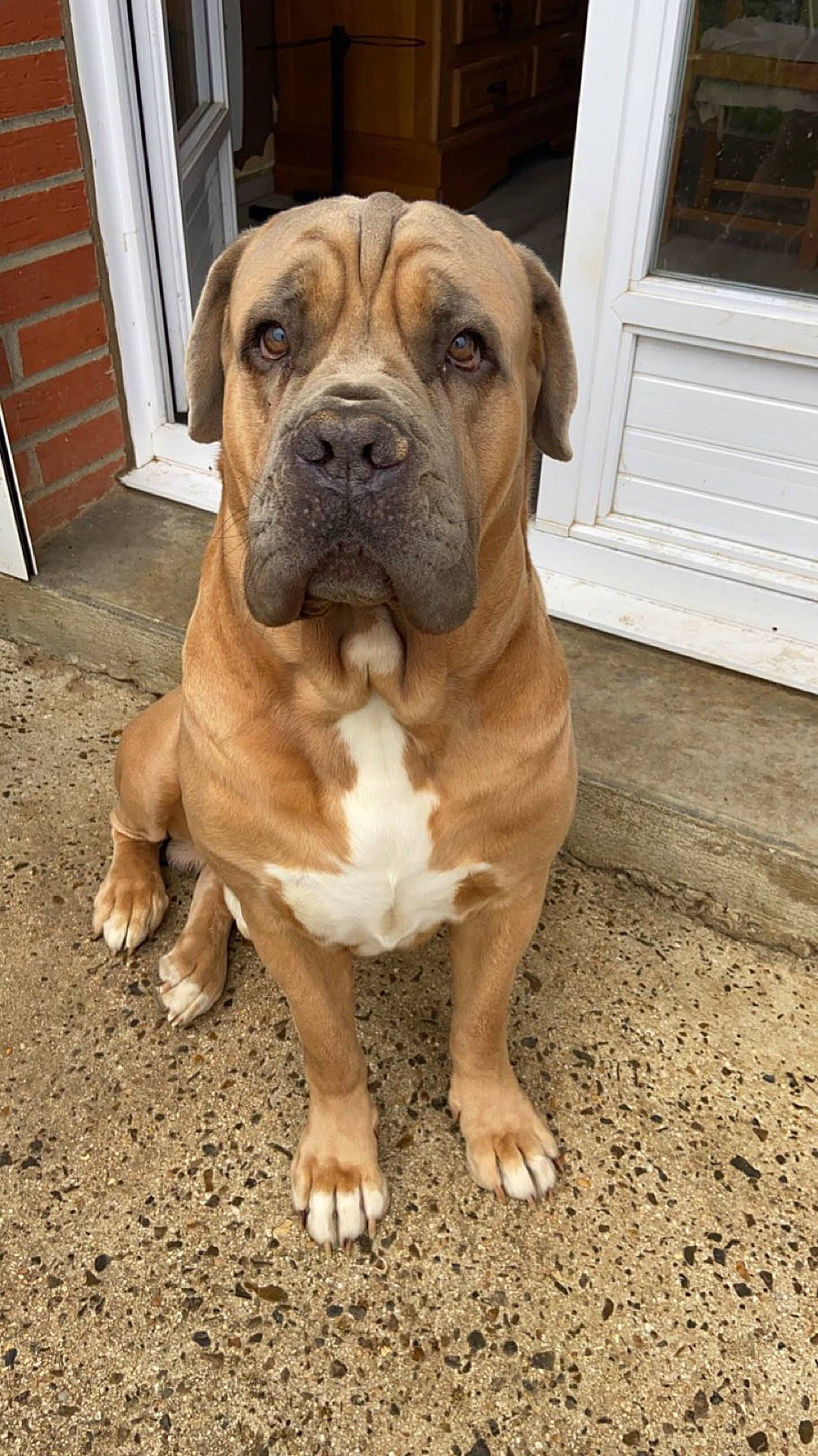 Olex participe au concours pour gagner de l'argent avec cette photo : ancient_dog_breeds, bulldog, canidae, carnivore, companion_dog, dog, dog_breed, door, fawn, flooring, home_door, molosser, puppy, sporting_group, toy_dog, whiskers, wood, working_animal, working_dog, wrinkle