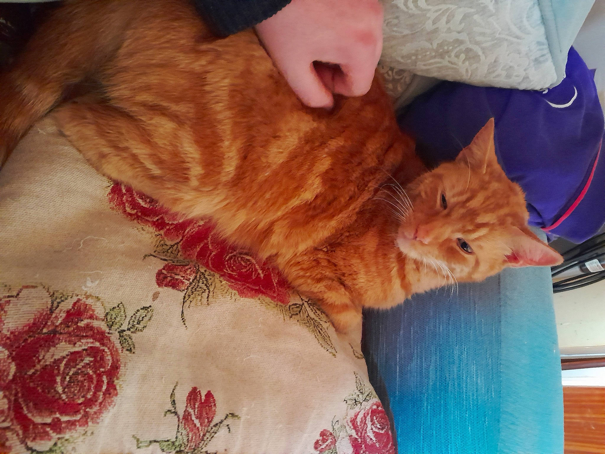 T J is registered to the contest to win money with this photo: carnivore, cat, chest, comfort, domestic_short_haired_cat, fawn, felidae, fur, human_leg, lap, pattern, paw, peach, rose, small_to_medium_sized_cats, tail, textile, whiskers, window, wood