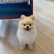 Azur a rejoint le concours — aidez-le/la à gagner de superbes lots ! dog, pomeranian, puppy, smiling, indoor, wooden_floor, fur, pet, cute, small_dog, animal, happy, canine, flooring, furniture, blanket, fringe, tongue_out, domestic_animal, companion