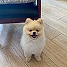 dog, pomeranian, puppy, smiling, indoor, wooden_floor, fur, pet, cute, small_dog, animal, happy, canine, flooring, furniture, blanket, fringe, tongue_out, domestic_animal, companion