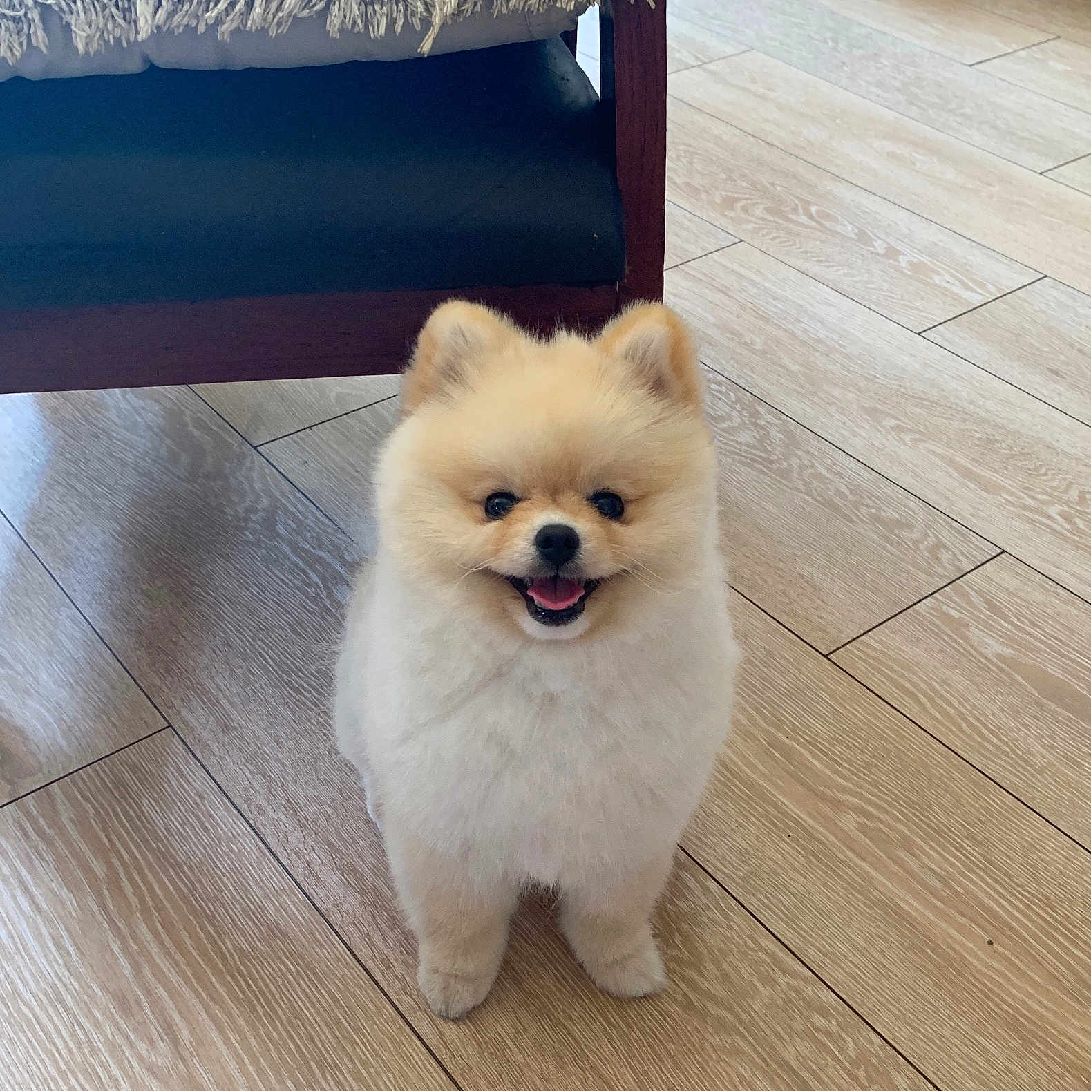 Azur a rejoint le concours — aidez-le/la à gagner de superbes lots ! dog, pomeranian, puppy, smiling, indoor, wooden_floor, fur, pet, cute, small_dog, animal, happy, canine, flooring, furniture, blanket, fringe, tongue_out, domestic_animal, companion