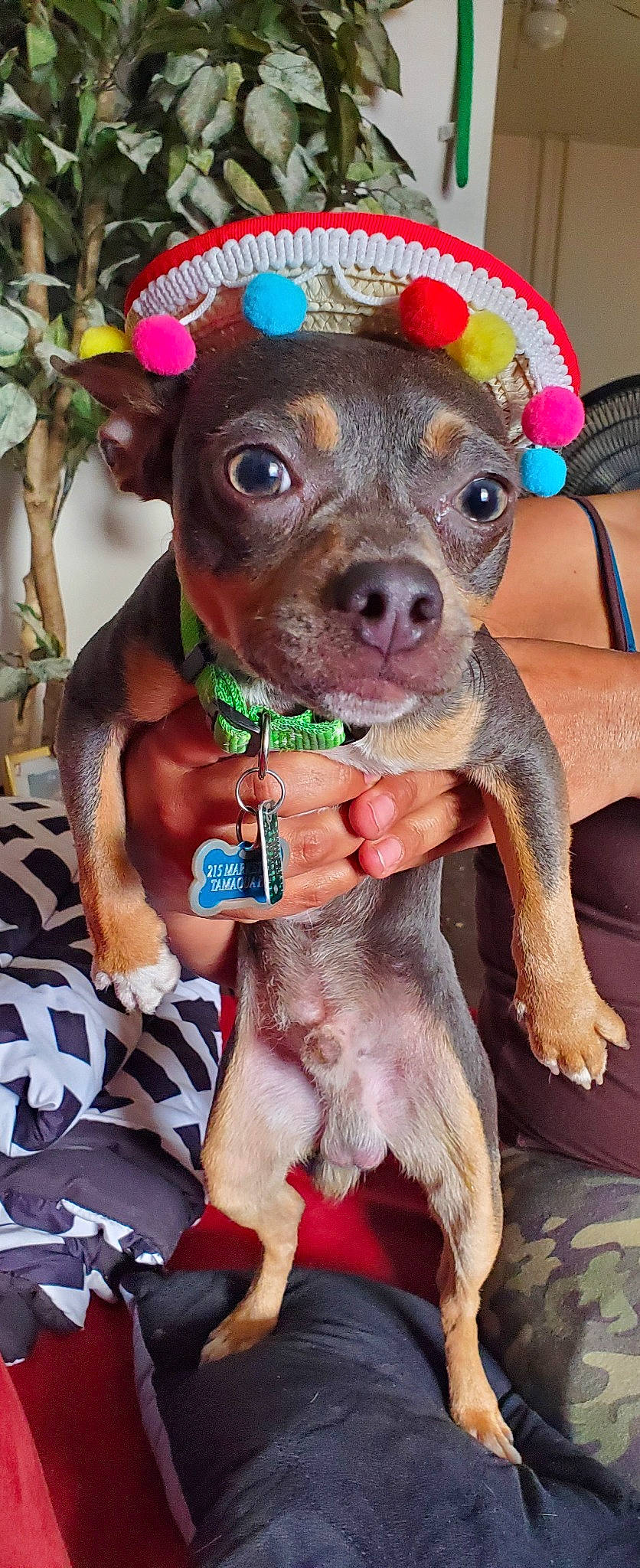 Pancho Villa joined the competition — help win amazing prizes! american_pit_bull_terrier, canidae, carnivore, chihuahua, companion_dog, dog, dog_breed, fawn, mammal, miniature_pinscher, non_sporting_group, pit_bull, puppy, rare_breed_dog, russkiy_toy, snout, toy_dog, vertebrate