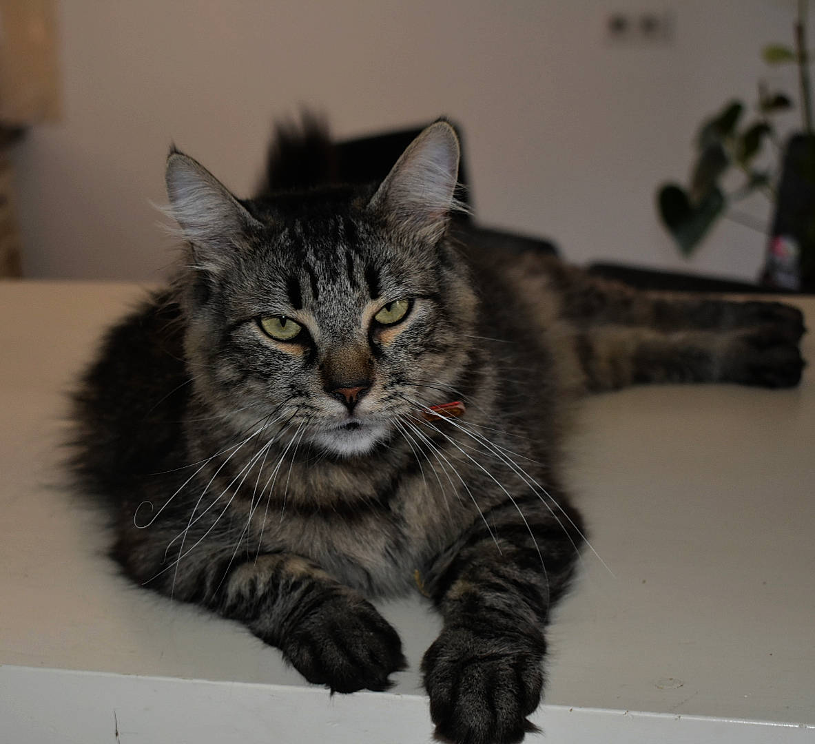 Gribouille participe au concours pour gagner de l'argent avec cette photo : asian, british_semi_longhair, carnivore, cat, domestic_long_haired_cat, domestic_short_haired_cat, dragon_li, european_shorthair, eye, felidae, fur, kitten, maine_coon, mammal, norwegian_forest_cat, siberian, small_to_medium_sized_cats, tabby_cat, vertebrate, whiskers