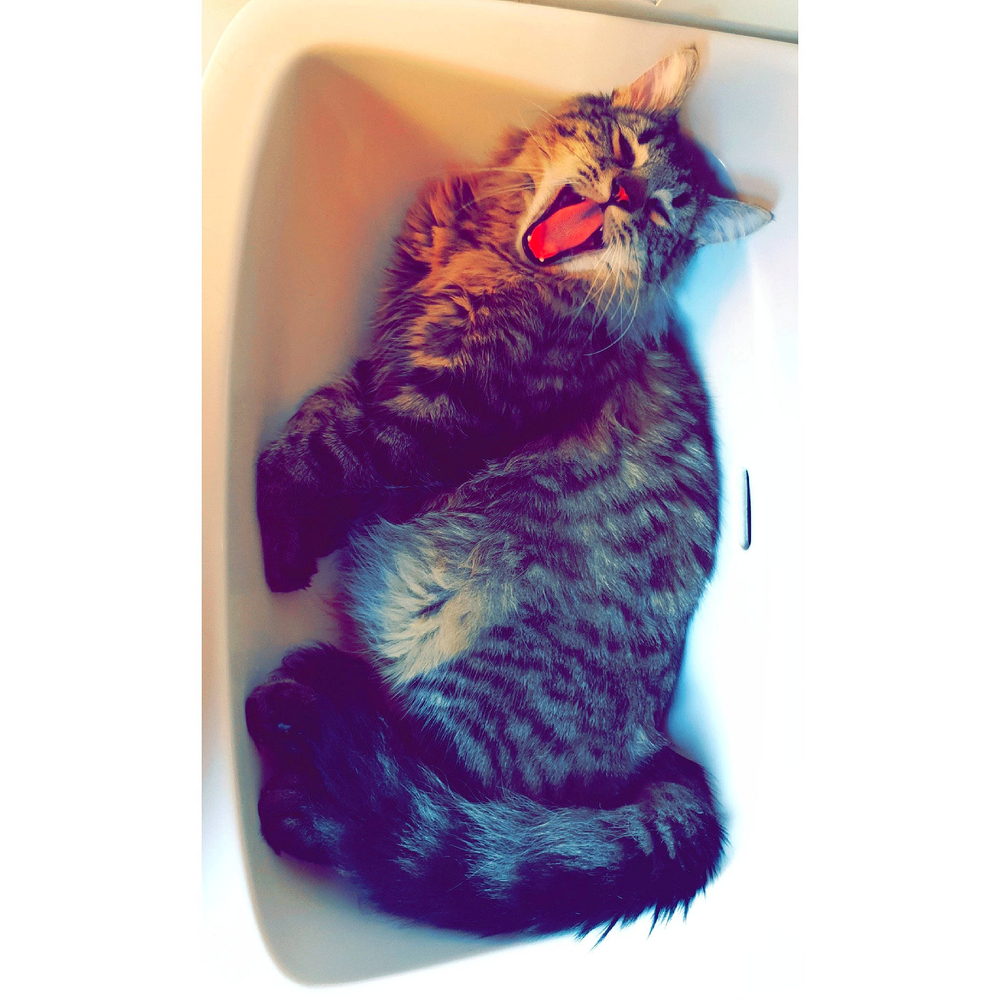 Gribouille participe au concours pour gagner de l'argent avec cette photo : american_bobtail, carnivore, cat, european_shorthair, facial_expression, felidae, fur, kitten, magenta, small_to_medium_sized_cats, snout, t_shirt, tabby_cat, tail, whiskers, yawn