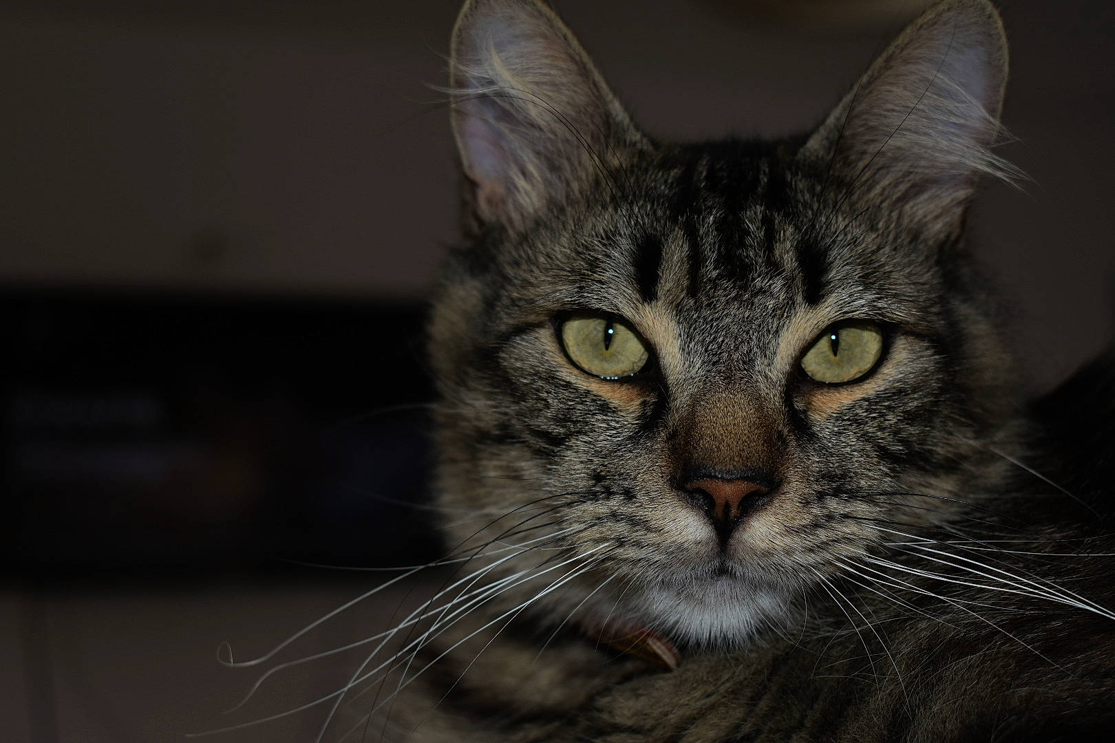 Gribouille a rejoint le concours — aidez-le/la à gagner de superbes lots ! american_shorthair, american_wirehair, asian, carnivore, cat, close_up, domestic_short_haired_cat, dragon_li, european_shorthair, eye, felidae, fur, kitten, mammal, nose, organ, small_to_medium_sized_cats, snout, tabby_cat, whiskers