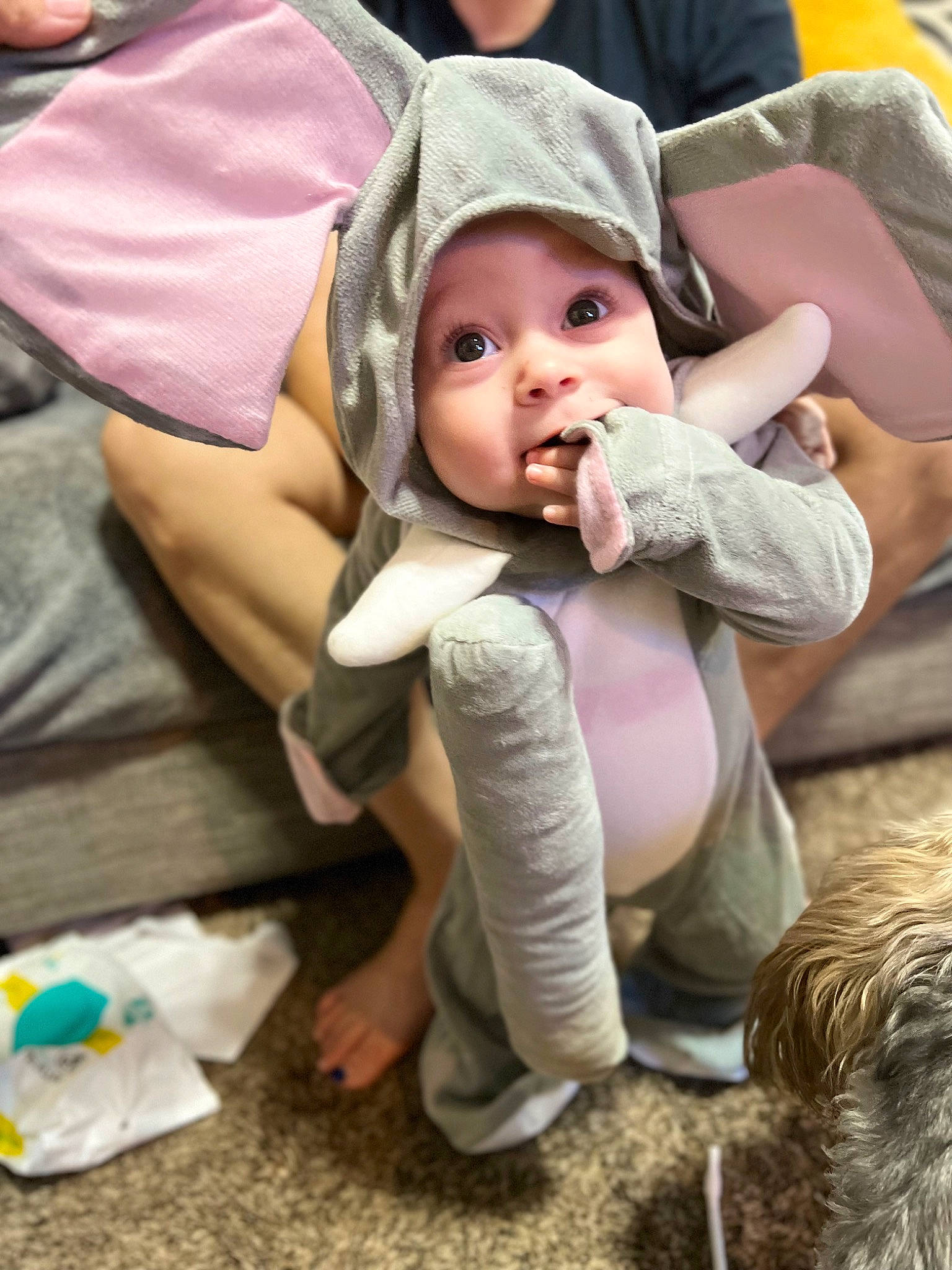 Rosaleigh joined the competition — help win amazing prizes! baby, baby_products, baby_toddler_clothing, cap, child, comfort, companion_dog, fashion_accessory, fun, fur, grass, happy, hat, headwear, human, people, person, sitting, skin, surprise