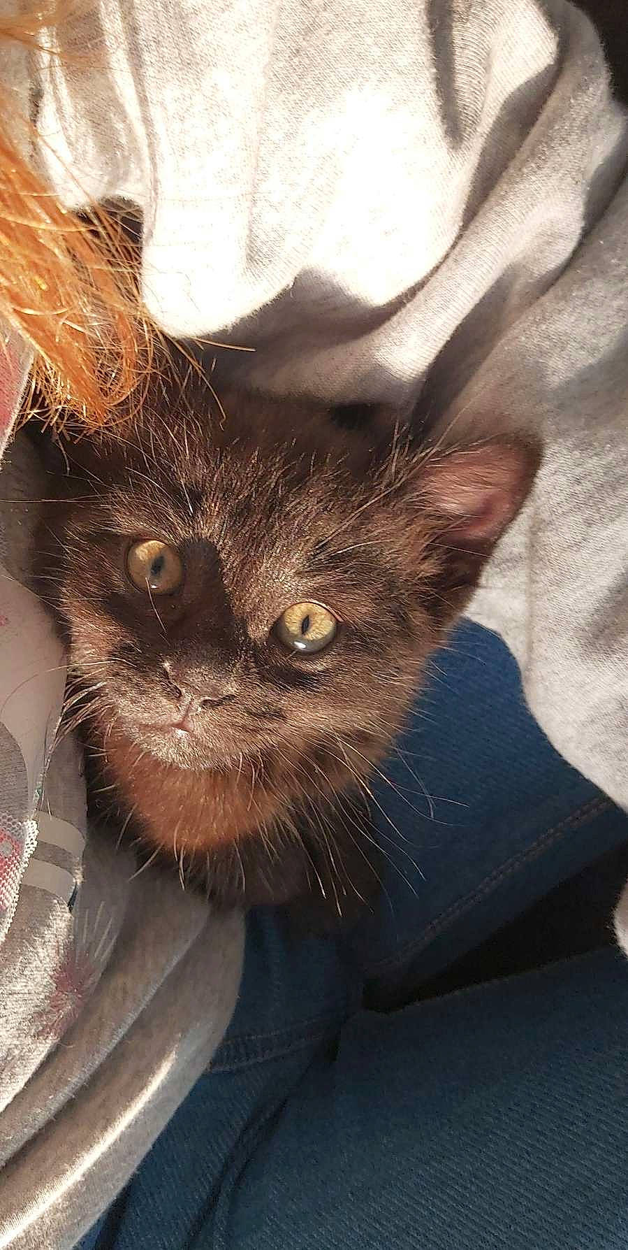 Pablo a rejoint le concours — aidez-le/la à gagner de superbes lots ! black_cat, carnivore, cat, claw, comfort, domestic_short_haired_cat, ear, felidae, fur, havana_brown, paw, small_to_medium_sized_cats, snout, tail, whiskers, window