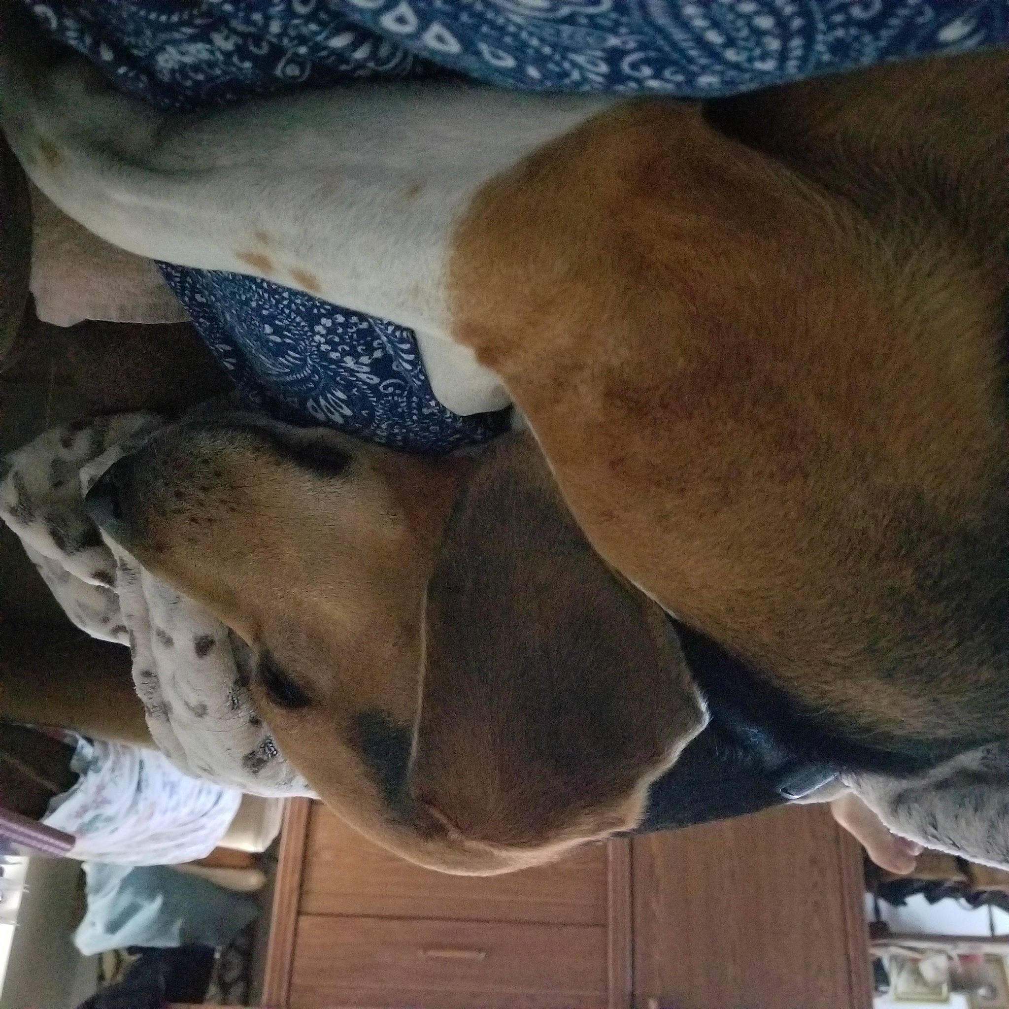 Jack joined the competition — help win amazing prizes! canidae, carnivore, collar, comfort, companion_dog, dog, dog_breed, fawn, fur, guard_dog, jaw, liver, non_sporting_group, pet_supply, snout, sporting_group, terrestrial_animal, working_animal