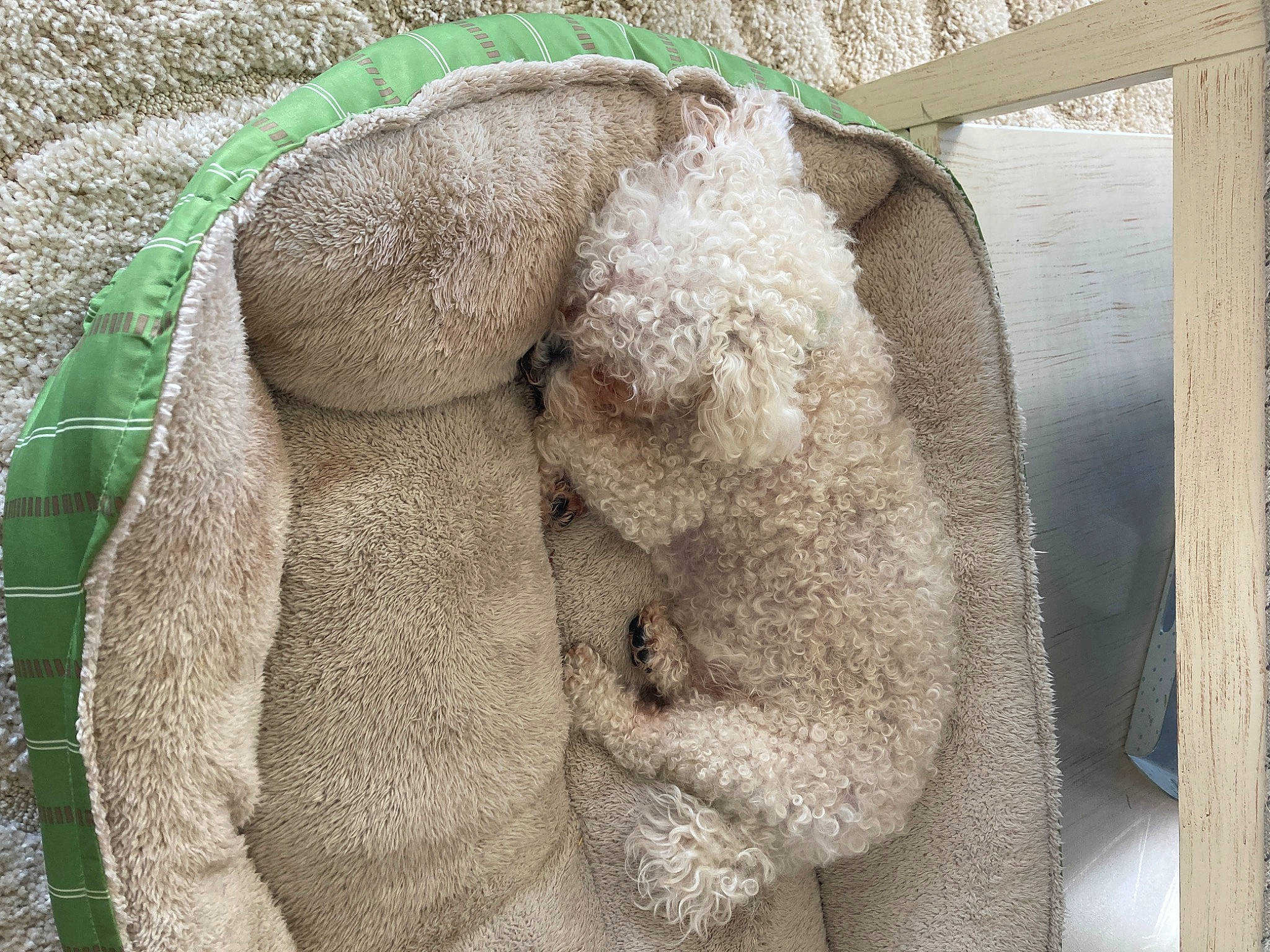 Georgie is registered to the contest to win money with this photo: cap, fawn, fur, fur_clothing, grass, gunny_sack, jacket, natural_material, pattern, sleeve, snout, stuffed_toy, terrestrial_animal, toy, wool, woolen, woven_fabric