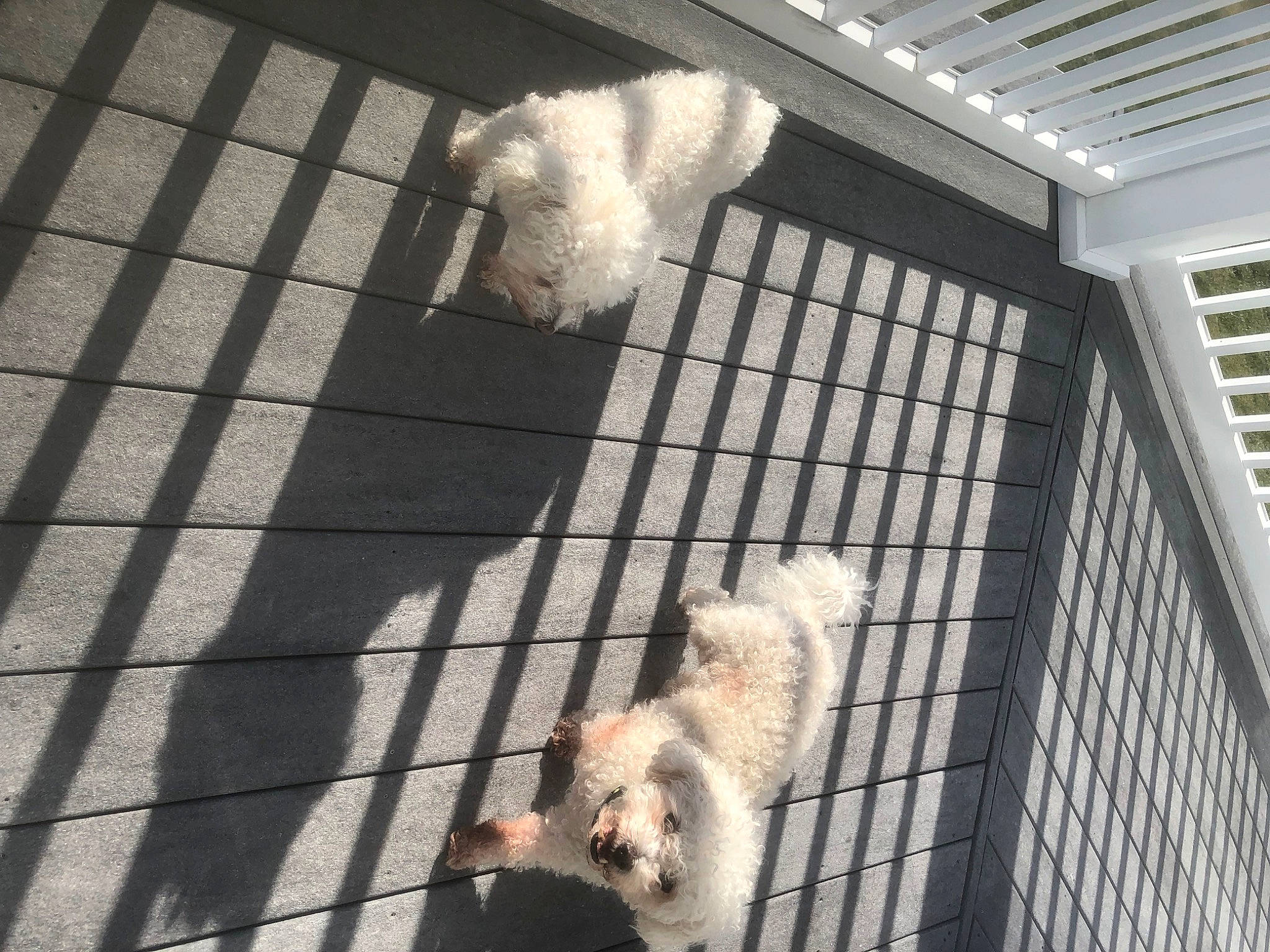 Georgie joined the competition — help win amazing prizes! animal_shelter, carnivore, companion_dog, dog, dog_breed, fawn, felidae, flooring, fur, mammal, pet_supply, small_to_medium_sized_cats, snapshot, snout, sporting_group, tail, toy_dog, vertebrate, white, window