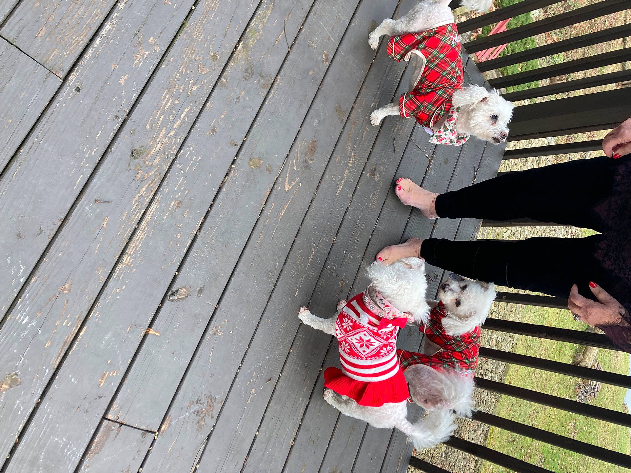 Georgie joined the competition — help win amazing prizes! carmine, event, flooring, foot, fur, gesture, hardwood, hat, holiday, human_leg, leisure, line, pattern, plank, sitting, toy, tree, umbrella, wood, wood_stain