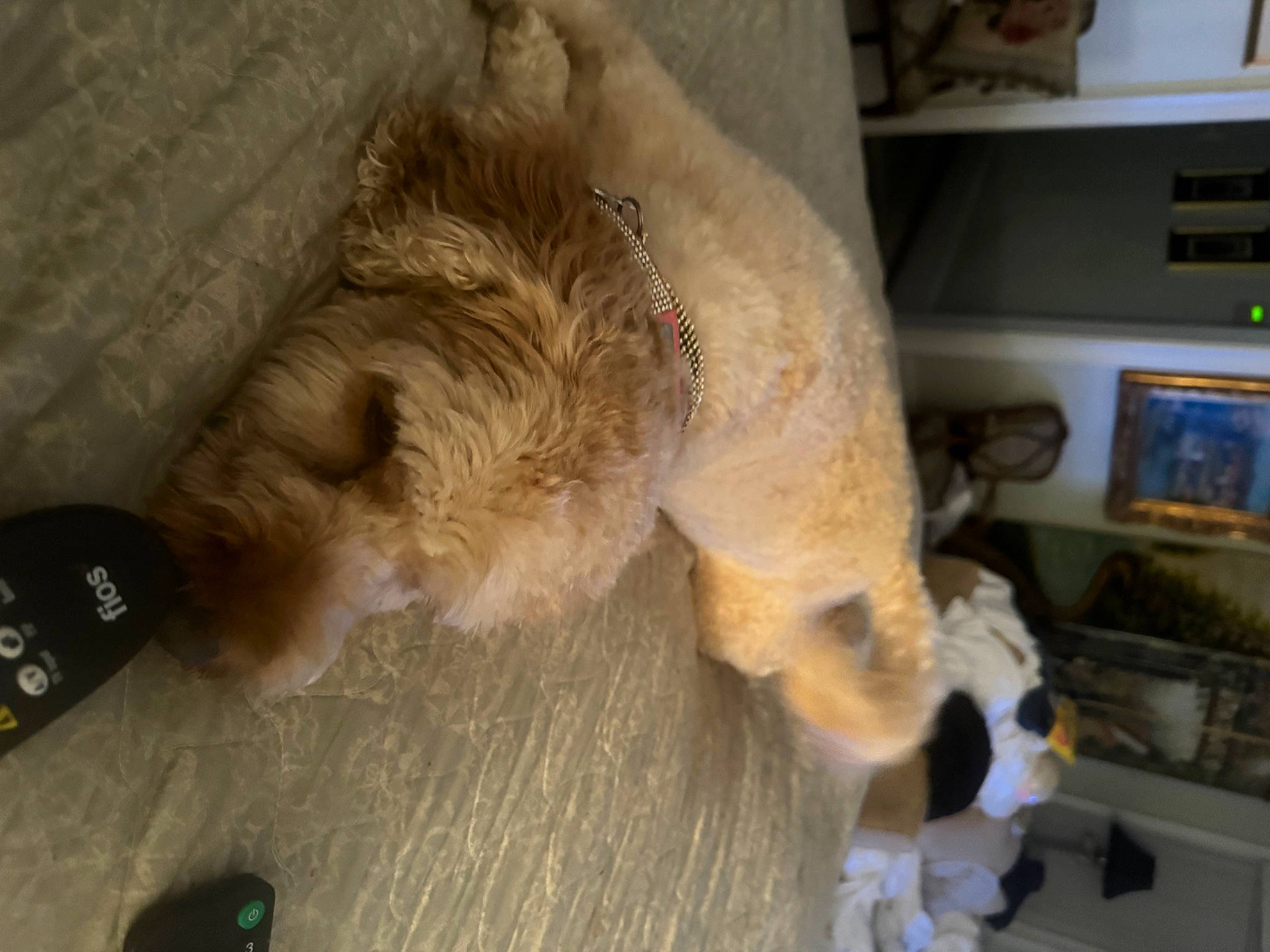 Lacey joined the competition — help win amazing prizes! airedale_terrier, border_terrier, carnivore, companion_dog, computer_keyboard, dog, dog_breed, fawn, felidae, fur, labradoodle, paw, retriever, small_terrier, spaniel, sporting_group, tail, terrier, toy_dog, welsh_terrier