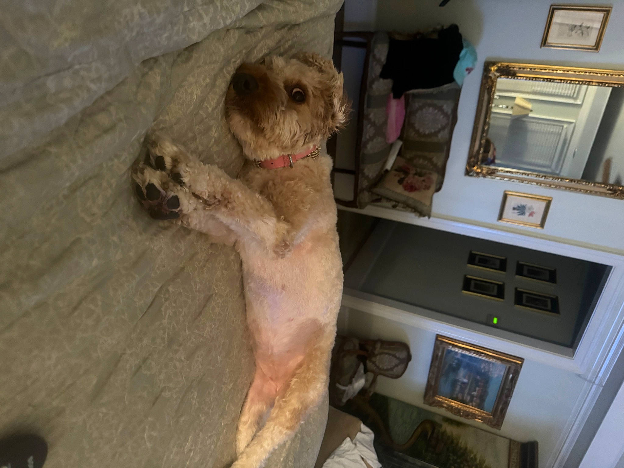 Lacey is registered to the contest to win money with this photo: canidae, carnivore, companion_dog, dog, dog_breed, fawn, felidae, fur, labradoodle, machine, mirror, non_sporting_group, paw, picture_frame, room, small_terrier, stuffed_toy, toy, toy_dog