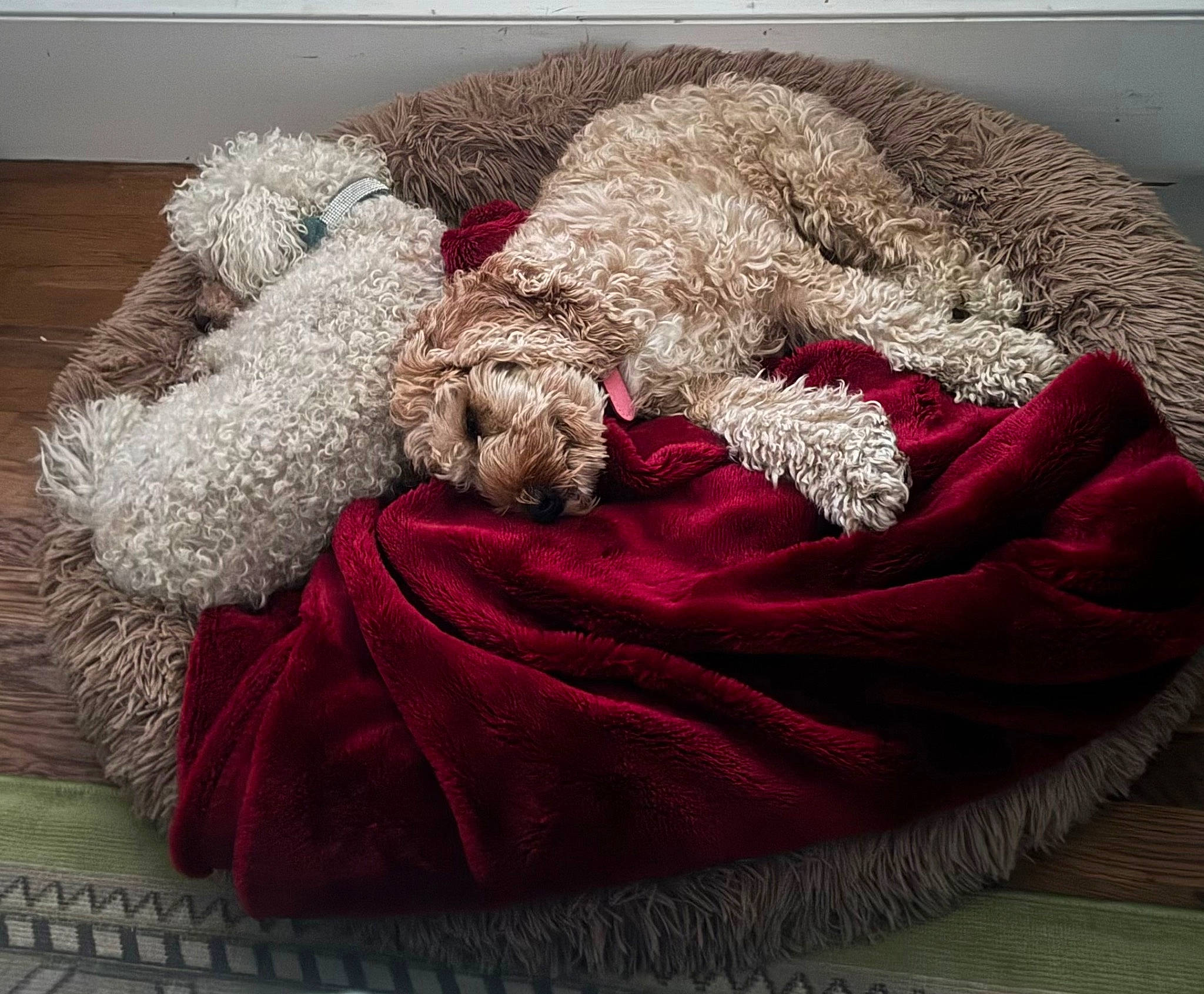 Lacey joined the competition — help win amazing prizes! bedding, comfort, companion_dog, fashion_accessory, flooring, fur, fur_clothing, grey, hat, linens, magenta, natural_material, ornament, outerwear, pattern, rectangle, textile, thread, wool, woolen