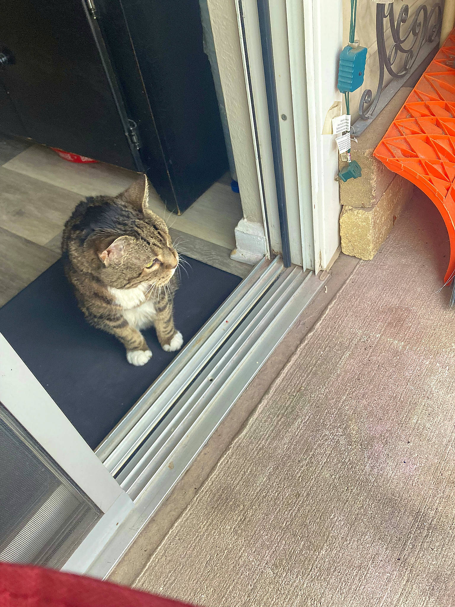 Tiger is registered to the contest to win money with this photo: carnivore, carpet, cat, comfort, domestic_short_haired_cat, door, felidae, floor, flooring, fur, grey, hardwood, home_door, pattern, room, small_to_medium_sized_cats, stairs, tail, whiskers, wood