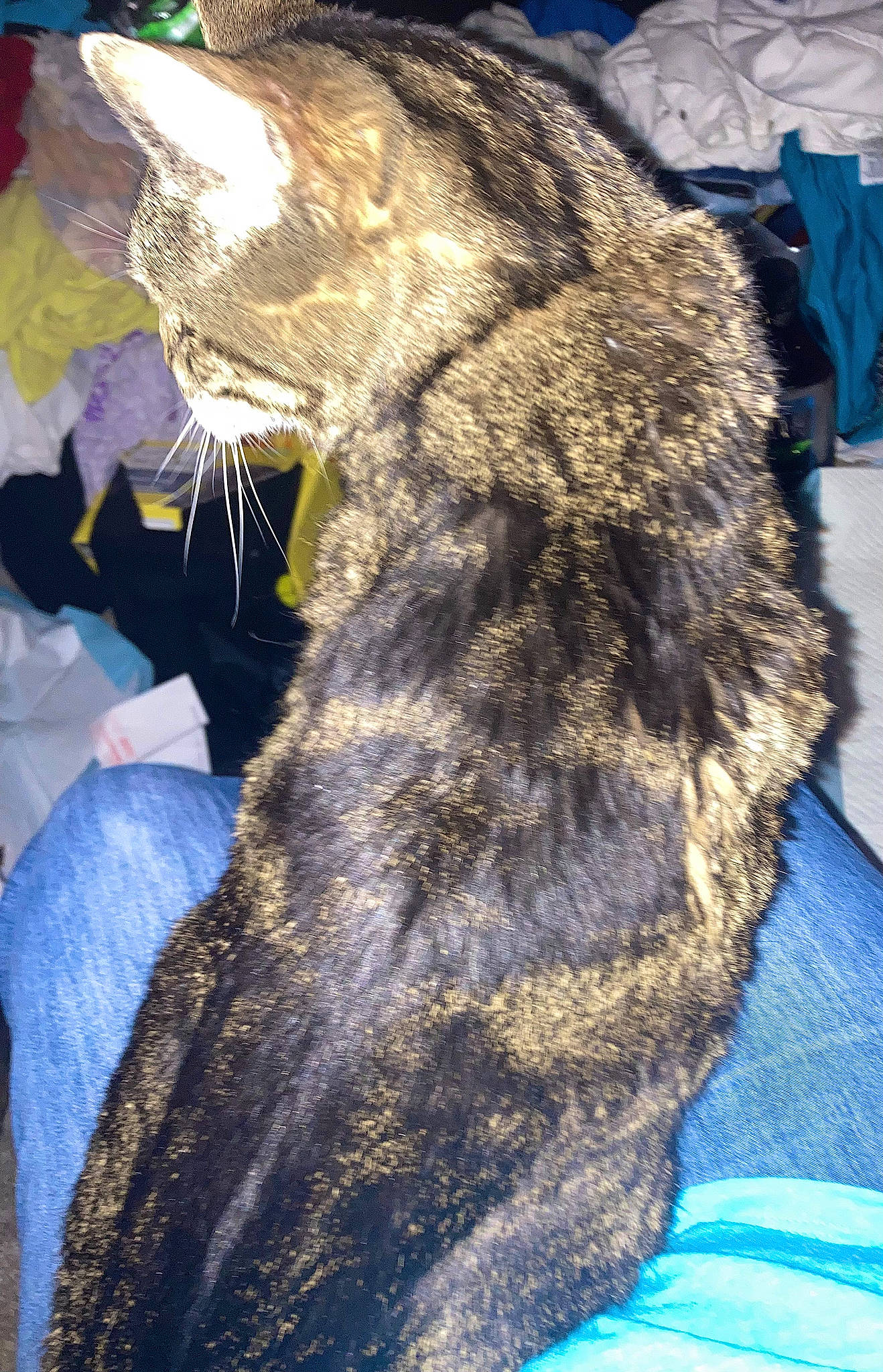 Tiger joined the competition — help win amazing prizes! art, blue, carnivore, cat, claw, domestic_short_haired_cat, electric_blue, fawn, felidae, fur, rock, small_to_medium_sized_cats, snout, tail, terrestrial_animal, whiskers, wildlife