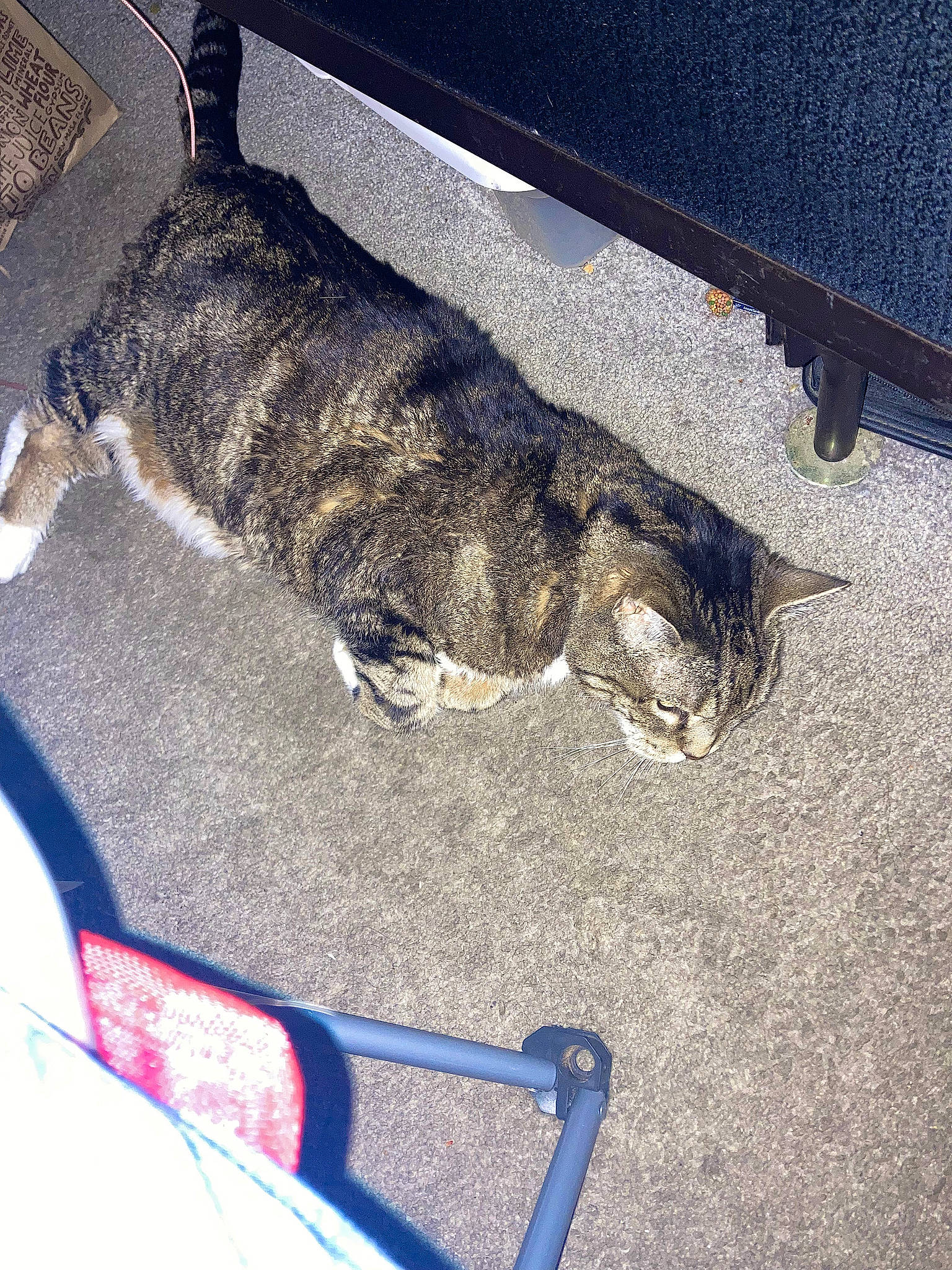 Tiger is registered to the contest to win money with this photo: asphalt, canidae, carnivore, cat, claw, dog_breed, domestic_short_haired_cat, felidae, foot, fur, human_leg, paw, road_surface, shadow, small_to_medium_sized_cats, snout, soil, sporting_group, tail, whiskers