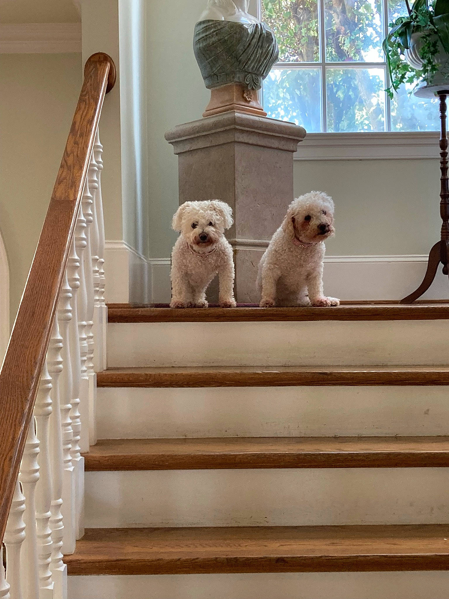 Lily joined the competition — help win amazing prizes! baluster, beige, carnivore, chair, companion_dog, couch, dog, dog_breed, fawn, floor, flooring, handrail, hardwood, house, pet_supply, room, sporting_group, stairs, wood, working_animal
