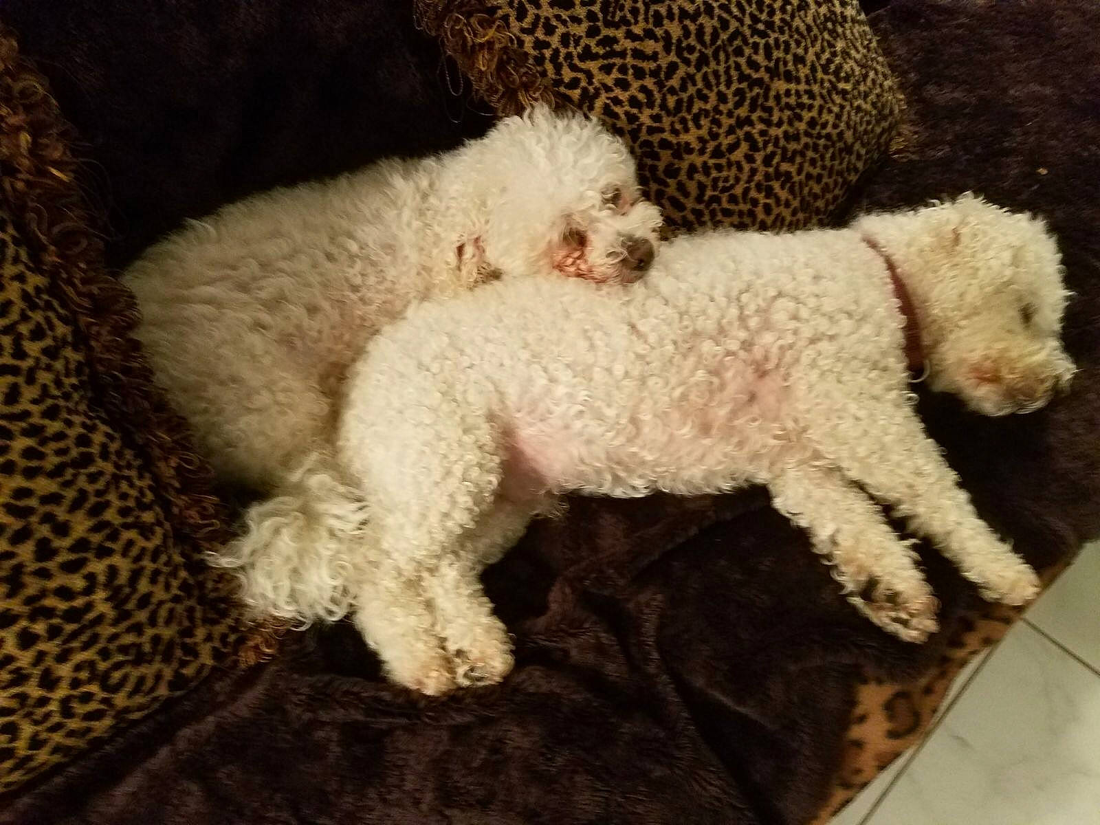 Ricky is registered to the contest to win money with this photo: art, canidae, carnivore, companion_dog, creative_arts, dog, dog_breed, dog_collar, fawn, fur, labradoodle, maltepoo, non_sporting_group, poodle, puppy, sporting_group, terrier, toy_dog, water_dog, working_animal