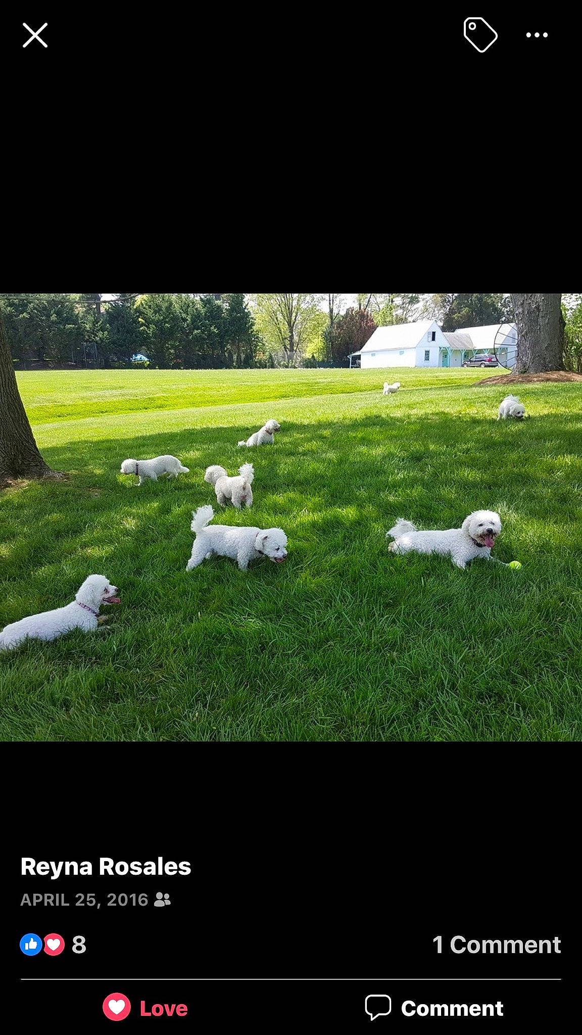 Ricky joined the competition — help win amazing prizes! canidae, carnivore, companion_dog, dog, dog_breed, flooring, grass, grassland, landscape, lawn, mammal, pasture, photo_caption, plant, rectangle, sporting_group, tail, tree, vertebrate, yard