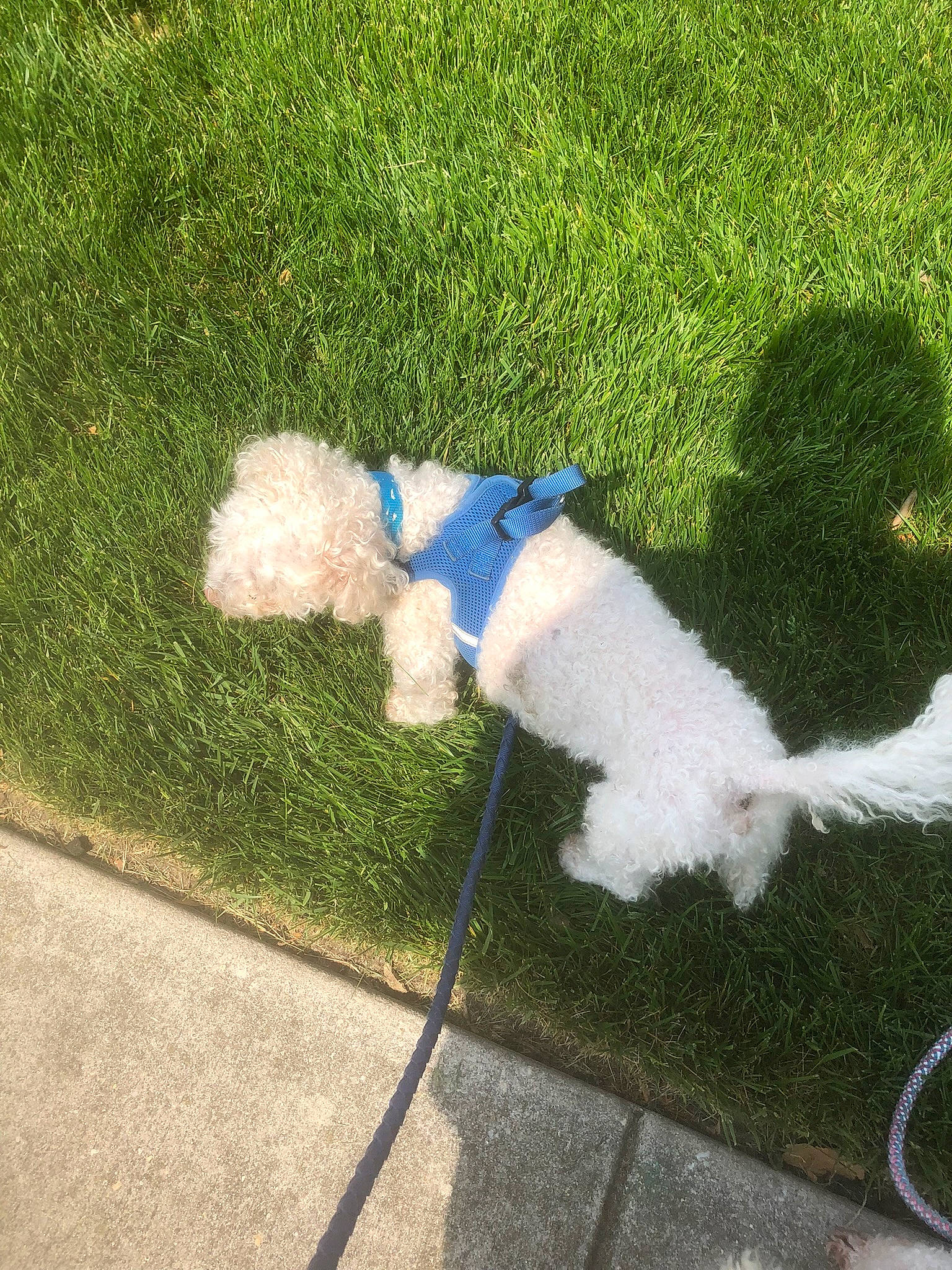 Ricky is registered to the contest to win money with this photo: asphalt, carnivore, companion_dog, dog, dog_breed, dog_clothes, dog_collar, electric_blue, flooring, grass, lawn, leash, plant, road_surface, shrub, sidewalk, sporting_group, tail, terrier, toy_dog