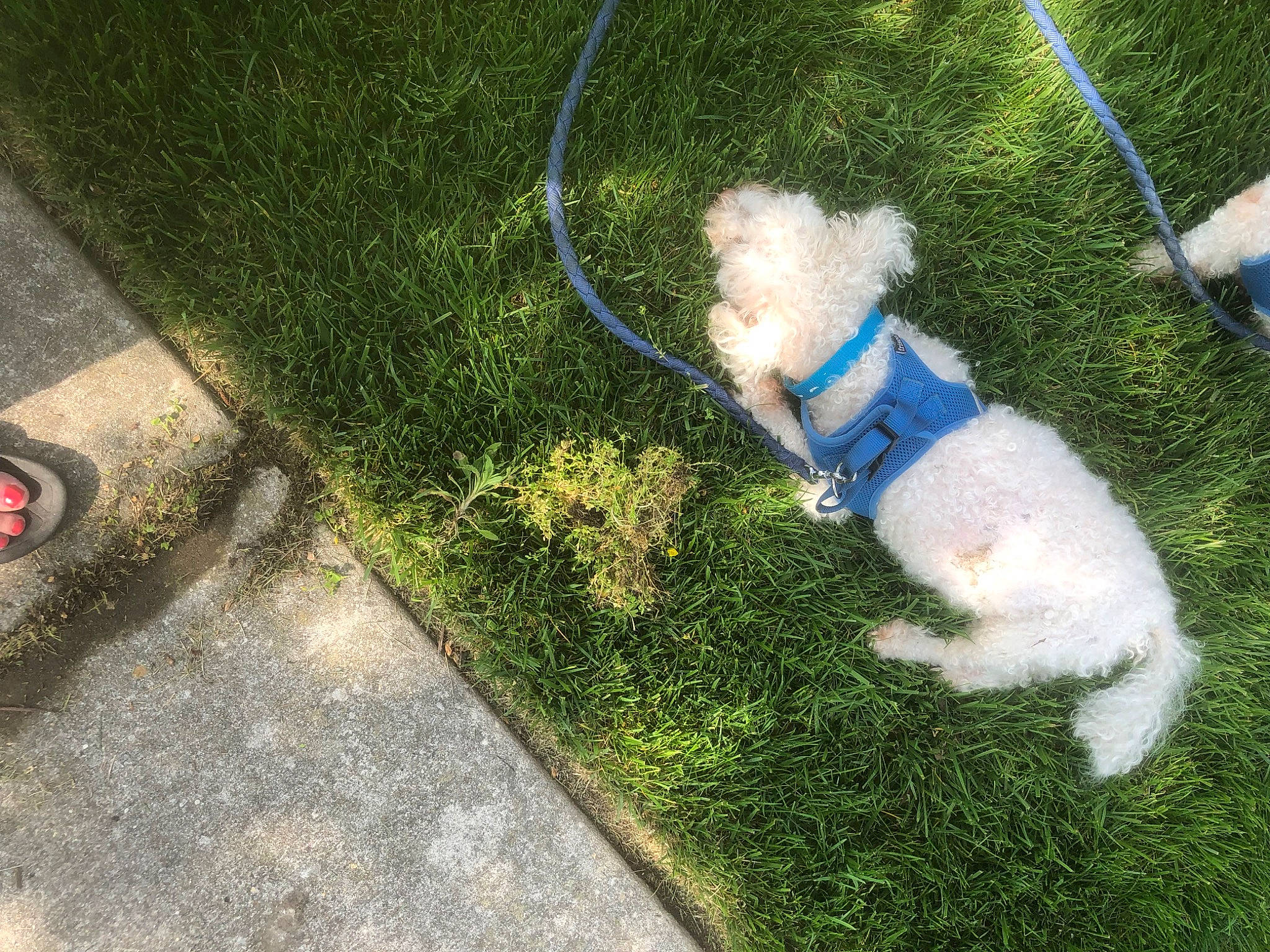 Ricky joined the competition — help win amazing prizes! asphalt, carnivore, companion_dog, dog, dog_breed, electric_blue, fawn, flooring, grass, grass_family, groundcover, lawn, leash, plant, road_surface, shadow, shrub, sidewalk, tail, toy