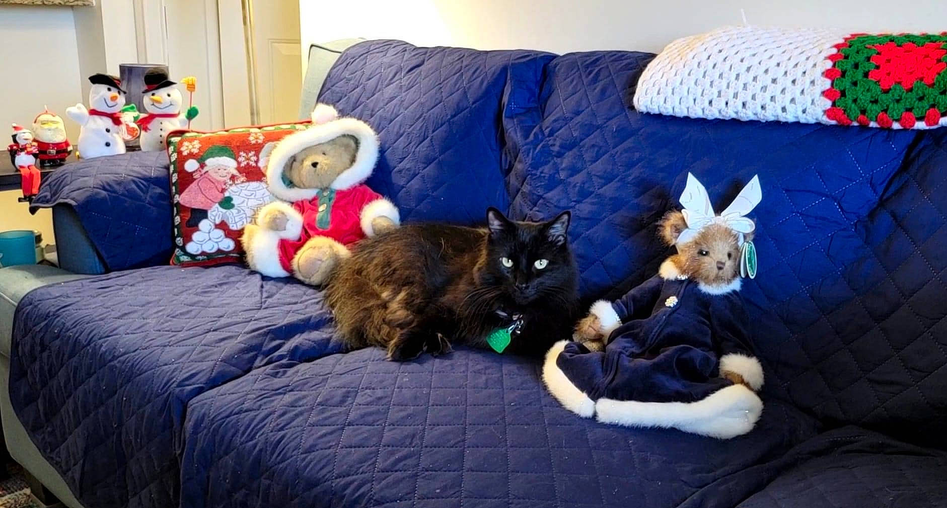 Toby joined the competition — help win amazing prizes! bed, bedding, carnivore, cat, comfort, companion_dog, couch, felidae, grey, lap, linens, living_room, mammal, pillow, small_to_medium_sized_cats, tail, textile, toy, vertebrate, whiskers