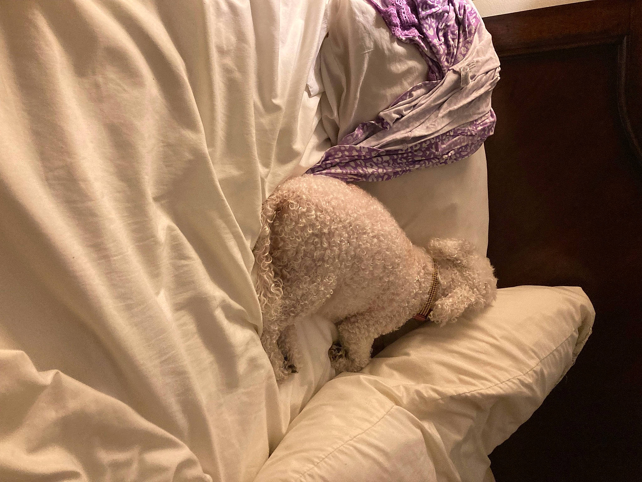 Gracie joined the competition — help win amazing prizes! abdomen, arm, bed_sheet, bedding, bedroom, comfort, elbow, flooring, fur, human_body, human_leg, knee, linens, neck, pattern, room, sitting, sleeve, wool, wrist