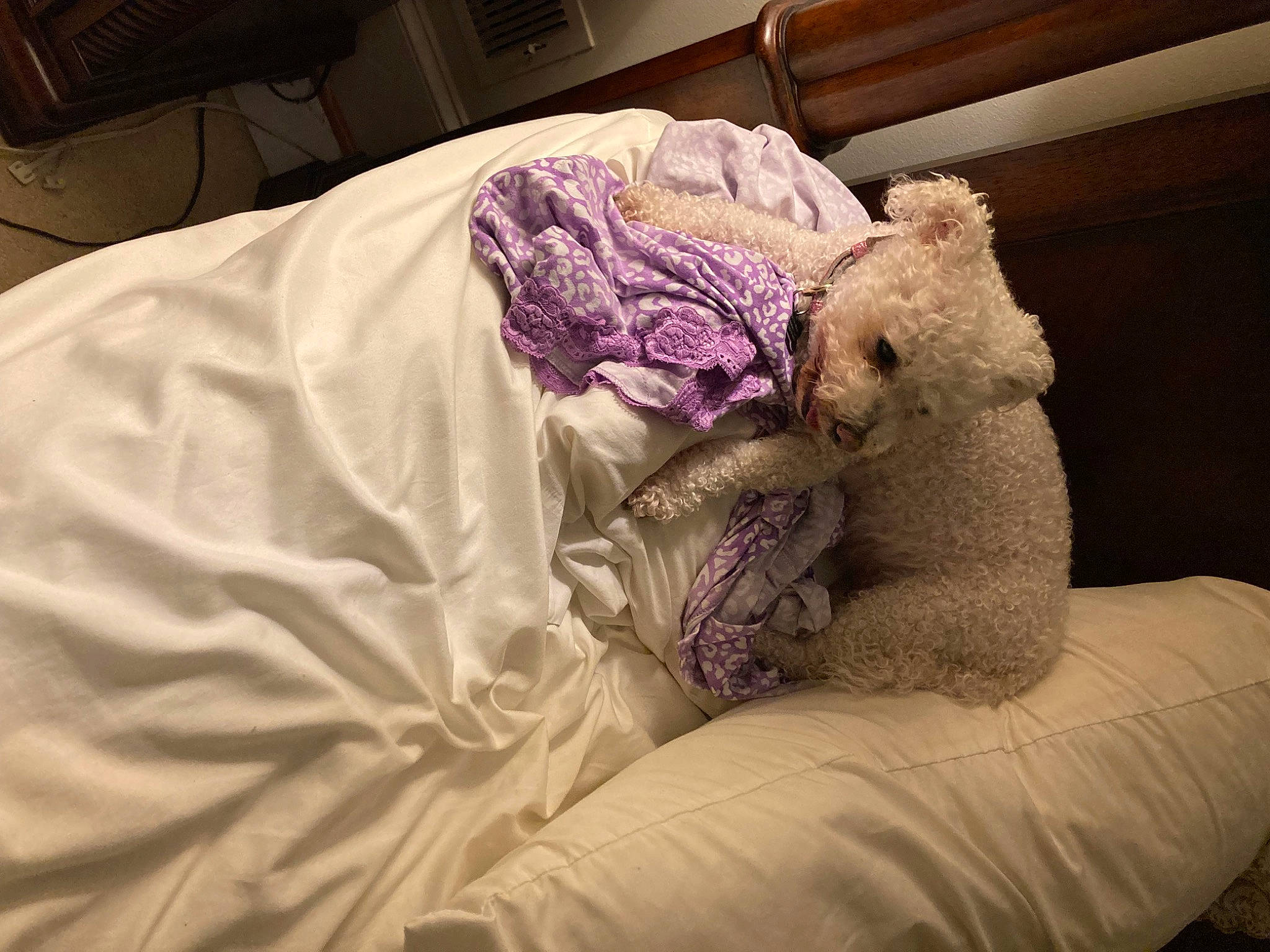 Gracie joined the competition — help win amazing prizes! art, bed, bed_frame, bed_sheet, bedding, bedroom, comfort, duvet, felidae, fur, linens, pillow, purple, room, small_to_medium_sized_cats, teddy_bear, textile, throw_pillow, toy, whiskers