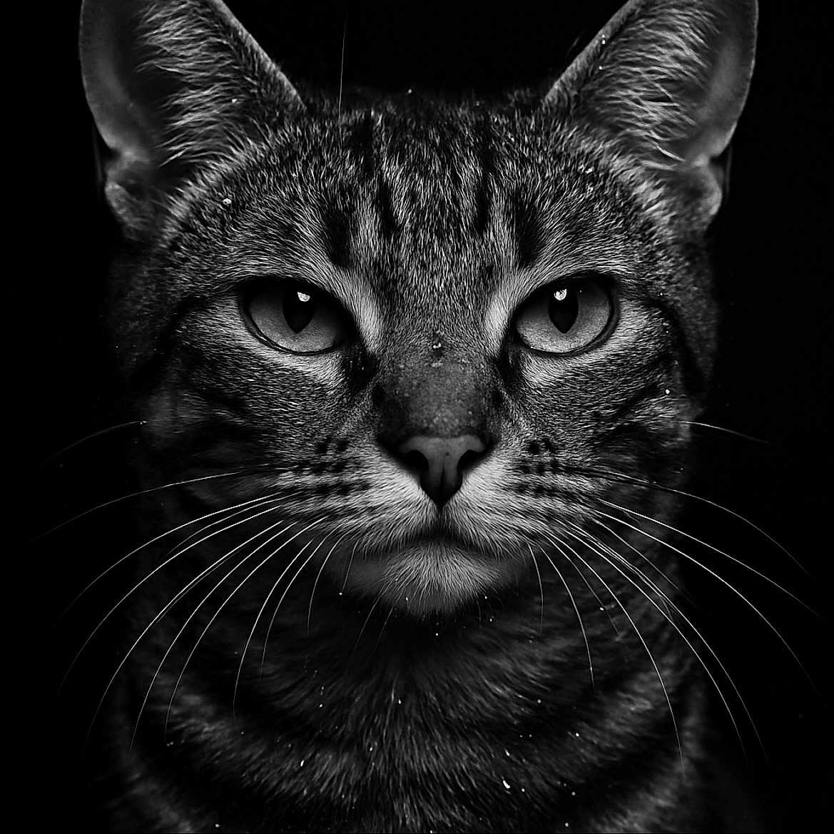 El Pépé a rejoint le concours — aidez-le/la à gagner de superbes lots ! animal, black_and_white, cat, close_up, dark_background, detailed, domestic_cat, ears, eyes, face, feline, fur, macro, muzzle, nose, pet, portrait, sharp, tabby, whiskers