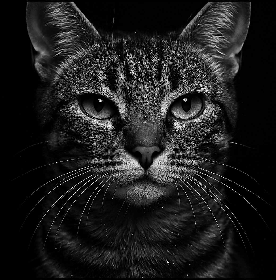 El Pépé a rejoint le concours — aidez-le/la à gagner de superbes lots ! cat, tabby, close_up, portrait, black_and_white, whiskers, fur, animal, pet, face, ears, eyes, nose, muzzle, feline, domestic_cat, macro, dark_background, detailed, sharp
