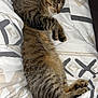 El Pépé a rejoint le concours — aidez-le/la à gagner de superbes lots ! cat, tabby, sleeping, pet, animal, feline, cozy, blanket, bed, resting, fur, whiskers, paws, tail, indoor, cute, relaxed, comfort, domestic_animal, sleep