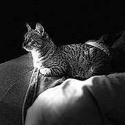 El Pépé participe au concours pour gagner de l'argent avec cette photo : cat, tabby, animal, pet, feline, couch, indoor, black_and_white, relaxing, fur, striped, side_view, resting, soft_light, texture, quiet, domestic, mammal, portrait, shadow