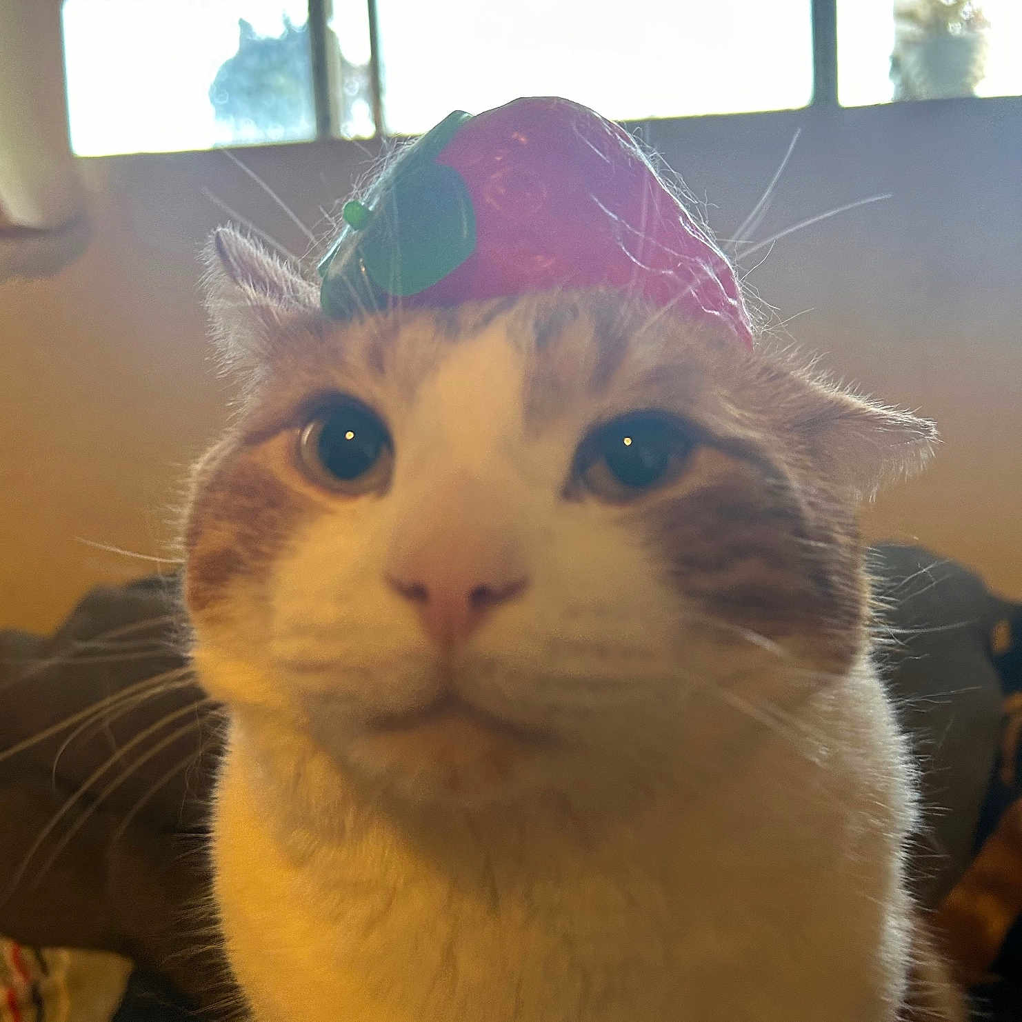 Týr joined the competition — help win amazing prizes! cat, close_up, hat, indoor, window, whiskers, pet, animal, fur, cute, orange_and_white, portrait, domestic_cat, face, looking_at_camera, backlight, soft_light, funny_hat, feline, curious