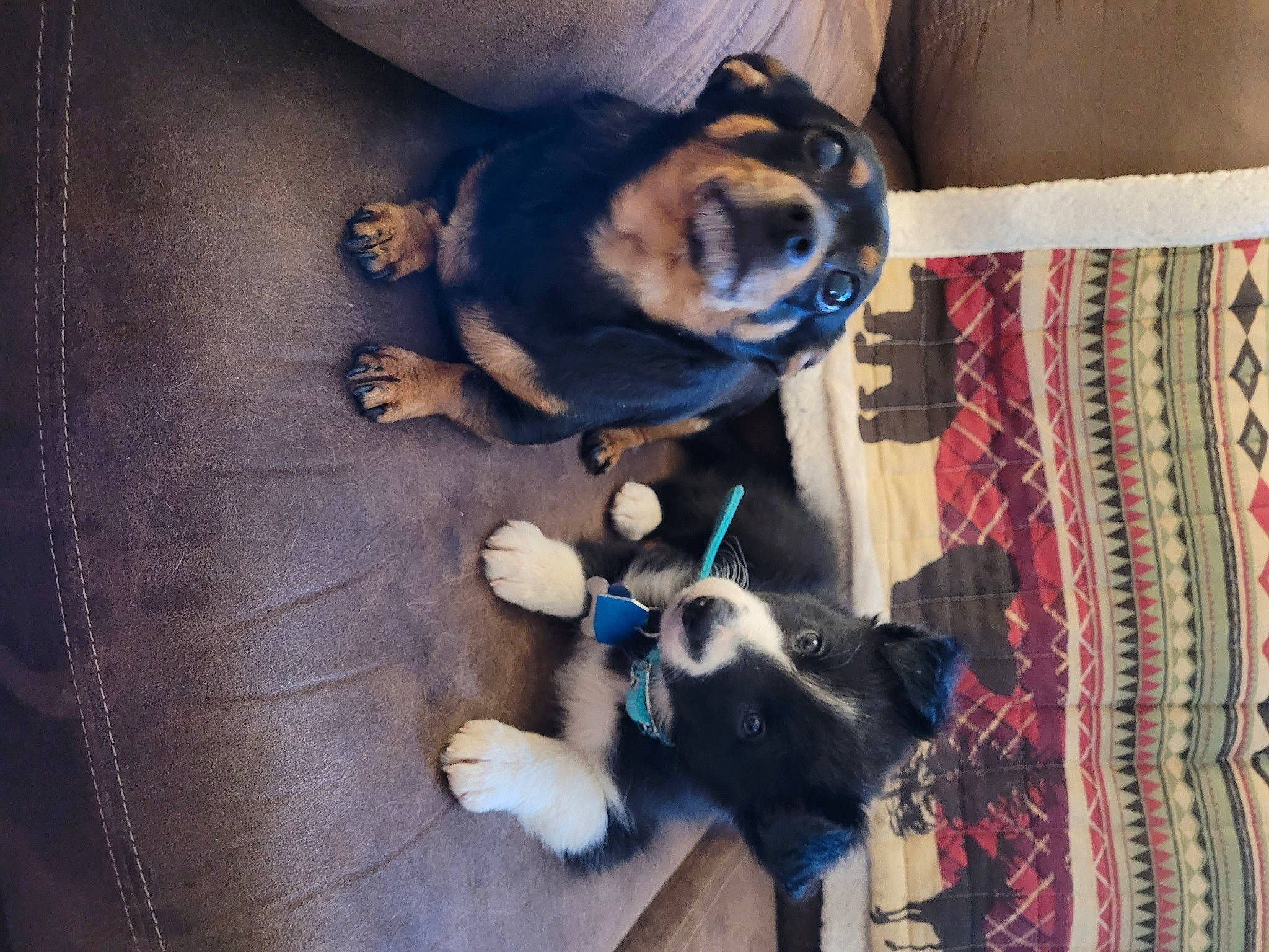 Dollie joined the competition — help win amazing prizes! brown, canidae, carnivore, comfort, companion_dog, dog, dog_breed, dog_supply, fawn, flooring, fur, hardwood, linens, pet_supply, snout, sporting_group, tail, toy_dog, wood, working_animal