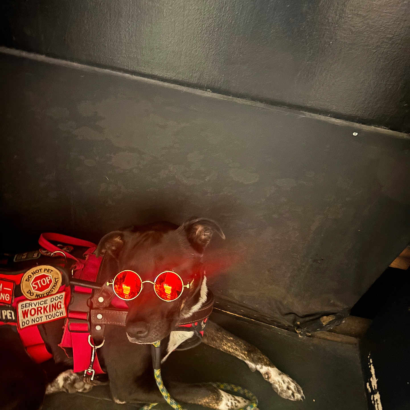 Blue joined the competition — help win amazing prizes! accessory, alert, animal, black_dog, canine, companion, cool, cute, dog, guard, indoor, leash, obedient, pet, red_vest, resting, service_dog, sunglasses, wearing, working_dog