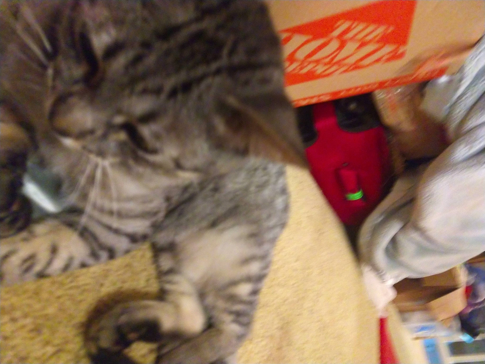 Crookshanks is registered to the contest to win money with this photo: american_shorthair, asian, bengal, carnivore, cat, domestic_short_haired_cat, dragon_li, european_shorthair, felidae, fur, kitten, maine_coon, mammal, norwegian_forest_cat, pixie_bob, siberian, small_to_medium_sized_cats, tabby_cat, vertebrate, whiskers