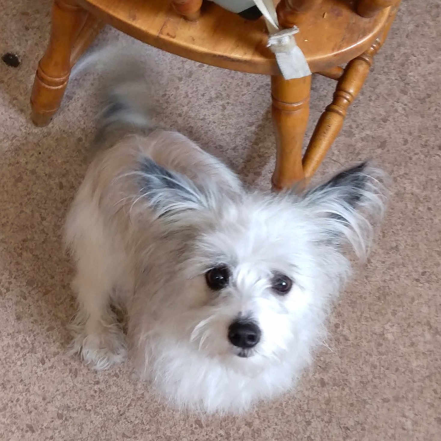 Roxy is registered to the contest to win money with this photo: animal, blur, companion, curious, cute, dog, domestic, floor, fluffy, friendly, furry, gray, home, indoor, looking_up, pet, small_dog, tail, white, wooden_chair