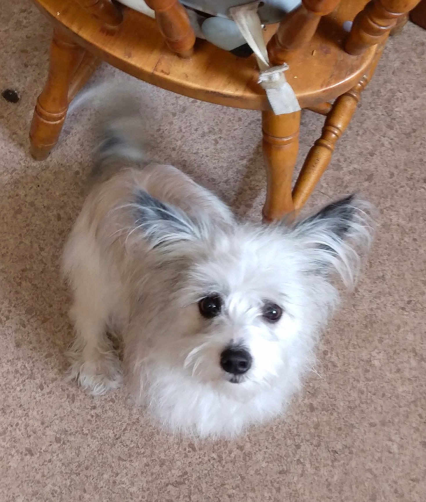 Roxy is registered to the contest to win money with this photo: dog, fluffy, white, gray, pet, indoor, floor, wooden_chair, tail, blur, curious, animal, companion, cute, small_dog, looking_up, furry, home, domestic, friendly