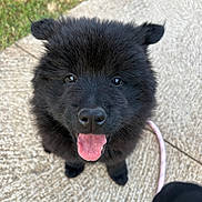 Rhéa a rejoint le concours — aidez-le/la à gagner de superbes lots ! puppy, dog, black_fur, tongue_out, happy, pet, animal, ears, outdoor, grass, concrete, leash, cute, young, looking_up, fur, nose, portrait, smiling, friendly