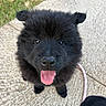 puppy, dog, black_fur, tongue_out, happy, pet, animal, ears, outdoor, grass, concrete, leash, cute, young, looking_up, fur, nose, portrait, smiling, friendly