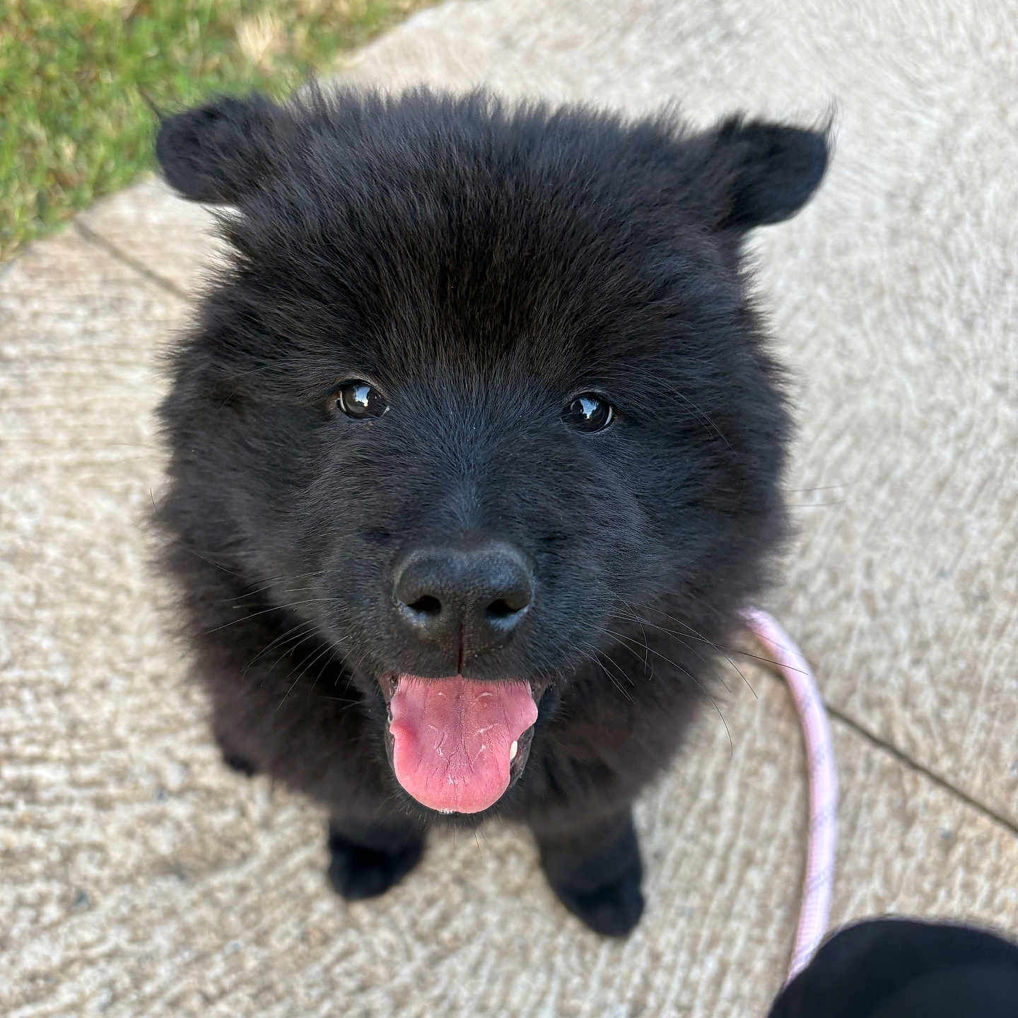 Rhéa a rejoint le concours — aidez-le/la à gagner de superbes lots ! puppy, dog, black_fur, tongue_out, happy, pet, animal, ears, outdoor, grass, concrete, leash, cute, young, looking_up, fur, nose, portrait, smiling, friendly