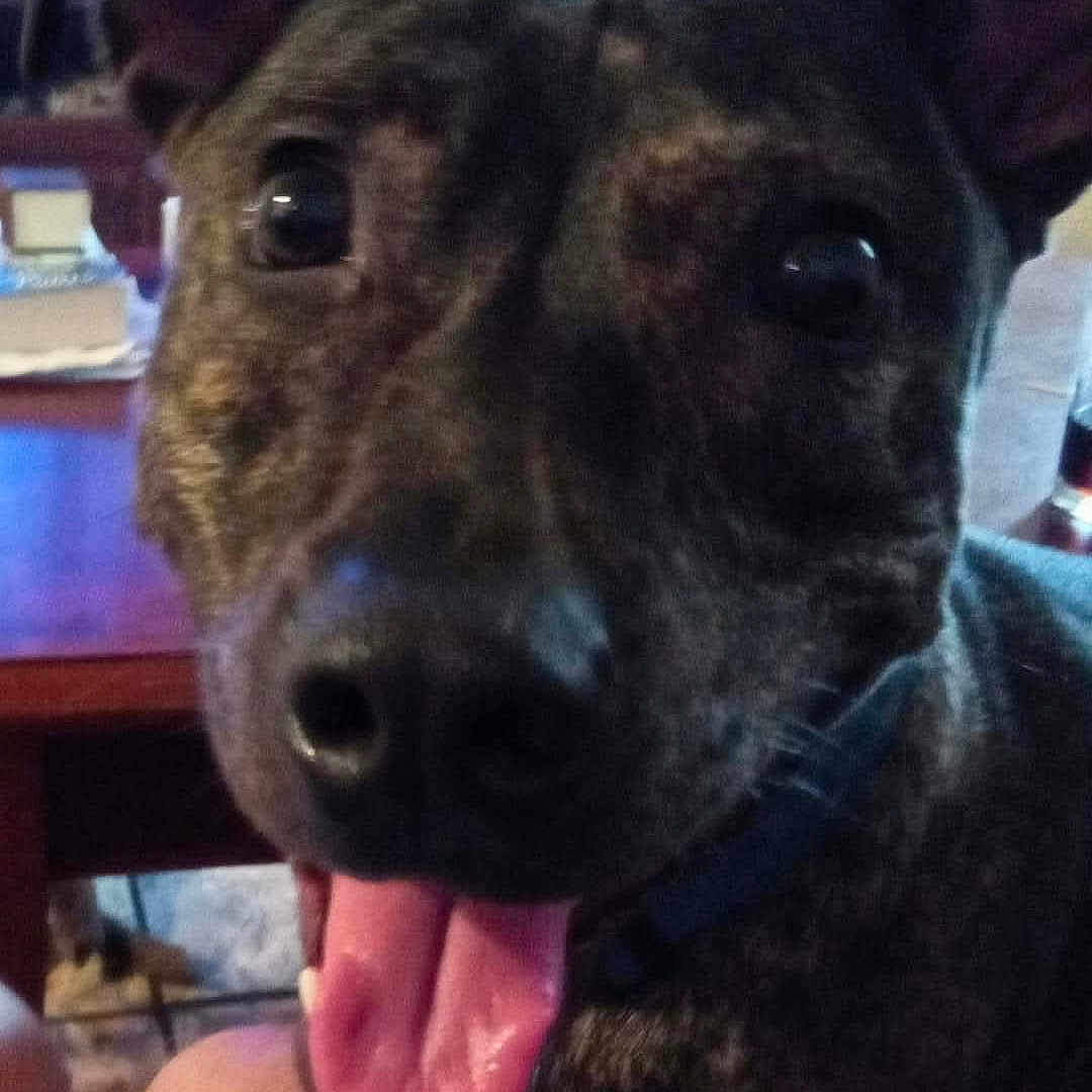 Biscotti is registered to the contest to win money with this photo: animal, blurred_background, book, brown, canine, close_up, collar, dog, domestic, ears, face, friendly, happy, indoor, pet, playful, snout, table, tongue, tongue_out