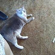 Gracie joined the competition — help win amazing prizes! cat, carpet, indoor, pet, animal, lying_down, tongue_out, furry, gray_cat, white_paws, relaxed, home_interior, chair_leg, person_leg, floor, domestic_cat, cute, funny, pet_animal, resting