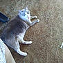 cat, carpet, indoor, pet, animal, lying_down, tongue_out, furry, gray_cat, white_paws, relaxed, home_interior, chair_leg, person_leg, floor, domestic_cat, cute, funny, pet_animal, resting